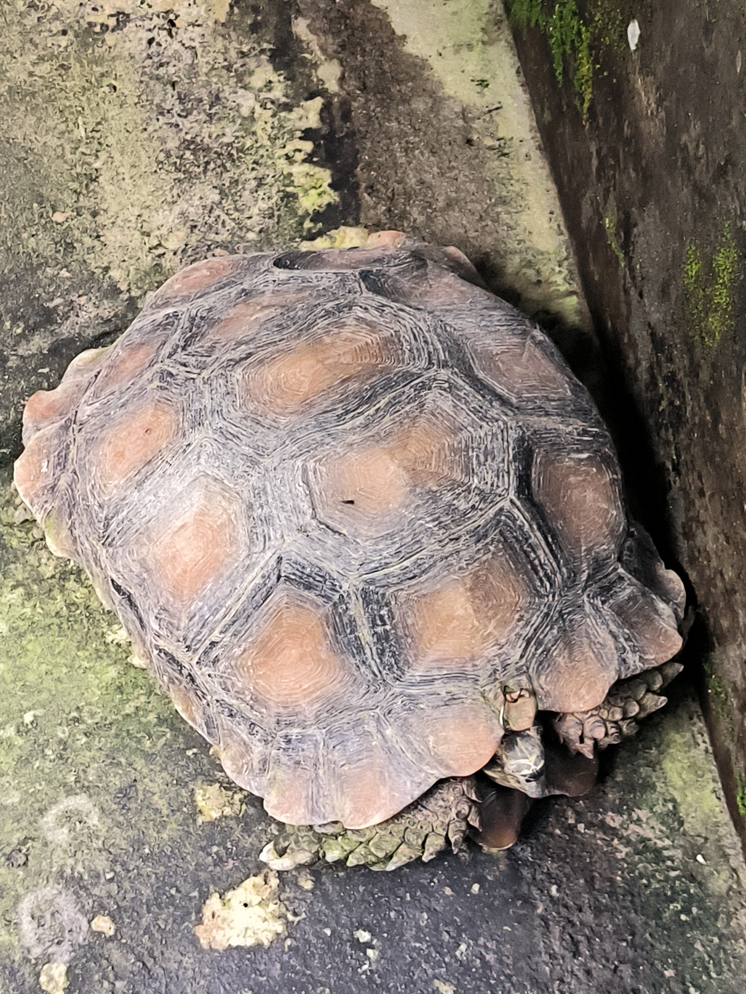 A top-down view captures a tortoise with a patterned shell resting on a textured, moss-covered ground. The tortoise's shell displays a mosaic of hexagonal scutes, varying in color from light brown to dark gray, with a textured, slightly dusty surface. Some scutes have a reddish-brown hue at their centers. The tortoise's head and limbs are partially retracted beneath the shell, with glimpses of its scaly skin and wrinkled feet visible. The ground beneath the tortoise is a rough, uneven surface with patches of green moss and lighter-colored debris. To the right of the tortoise, a dark, vertical wall rises, also adorned with patches of green moss, suggesting an outdoor, possibly damp environment. The overall lighting suggests it might be daytime, but the shadows are not distinct, and the ambient light appears somewhat subdued. The scene is set in Tansaril, Indonesia, a location that can be inferred from the mossy, perhaps humid, conditions. The tortoise appears to be stationary, possibly resting or seeking shelter. There is no visible text in the image.
