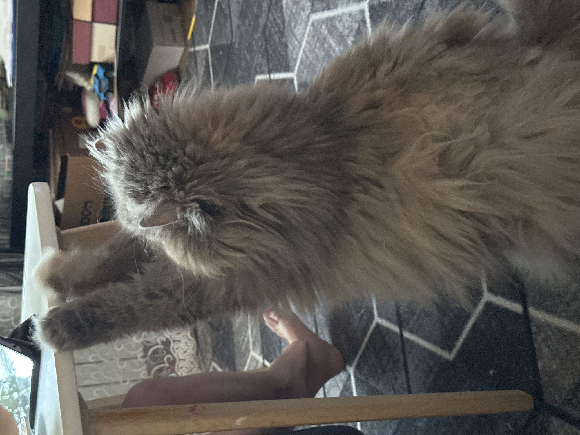 A long-haired cat with grey and brown fur is extending its paws and claws toward a white and wood-toned chair or highchair. Part of a person's leg is visible beneath the cat and chair. The floor has a patterned grey rug. In the background, there is a cluttered shelf or storage area with various boxes and objects. The location is not discernible from the image.