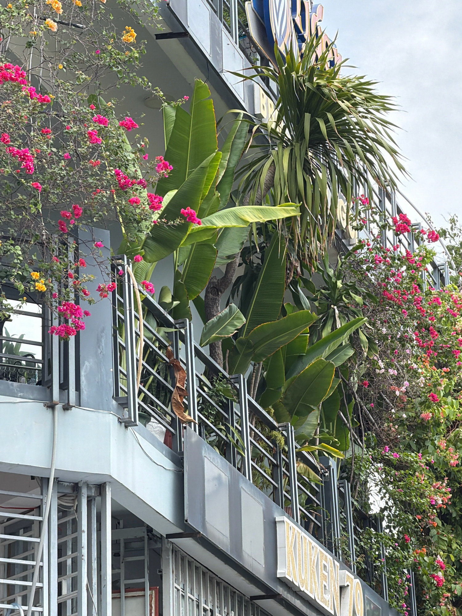 This image captures a close-up view of a building facade in Nha Trang, Vietnam, heavily adorned with lush vegetation and vibrant flowers. The building appears to be several stories high, with a modern, somewhat industrial aesthetic characterized by grey concrete and metal railings.
On the left side of the image, a balcony is visible, draped with flowering vines. Bright pink and yellow bougainvillea flowers cascade down, creating a colorful contrast against the grey wall. Large, green banana leaves fan out from a plant situated behind the railing, adding to the tropical feel. A metal staircase is partially visible at the bottom left, suggesting multiple levels to the building.
The central and right portions of the image are dominated by more dense foliage and flowering plants. Pink and white flowers are interspersed with green leaves, creating a wall of natural color. Behind the plants, a large palm-like plant with long, thin fronds is prominent. A portion of a sign with large, illuminated letters reading "KUKENZO" is visible along the bottom edge, indicating a business or establishment. The overall impression is one of a building integrated with its natural surroundings, a common characteristic in coastal Vietnamese cities like Nha Trang, where greenery is often used to soften urban landscapes. The sky above is overcast, suggesting a cloudy day.