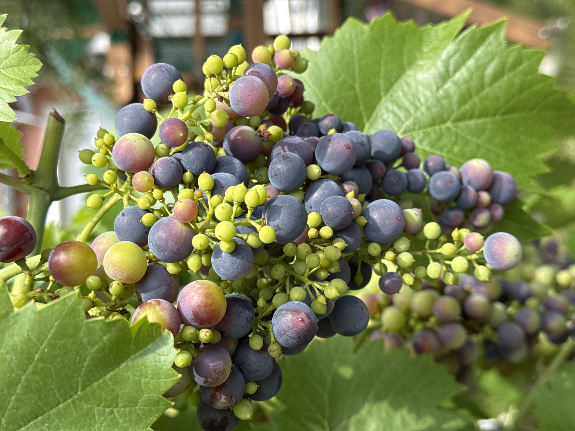 The image shows a close-up of ripening grapes on a vine in Wettstetten, Germany. The grapes are a mix of green, pink, and deep purple, with some still in their early green stage. They are clustered together on the vine, surrounded by large, green grape leaves. In the background, a blurred wooden fence and greenery suggest an outdoor setting, possibly a garden or vineyard. The lighting indicates it is daytime, with sunlight filtering through the leaves and illuminating the grapes. There are no people or animals visible in the image.