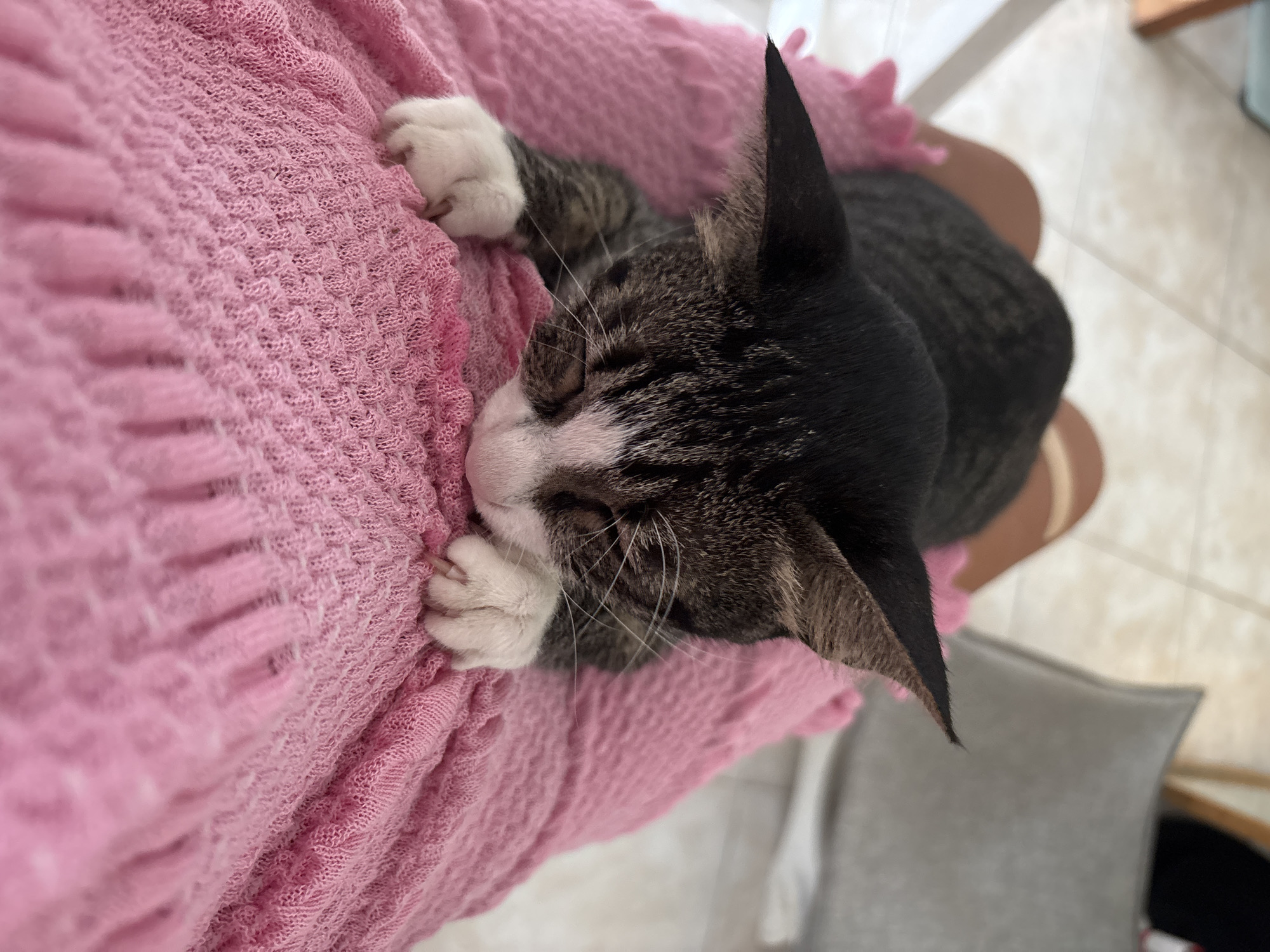 A cat is asleep on a pink knitted blanket. The cat is mostly gray and black, with white paws and a white patch on its face. The cat is lying on its side with its eyes closed, and its paws are resting on the blanket. The blanket is soft and plush, and the cat looks very comfortable. The background is out of focus. The location cannot be determined from the image.