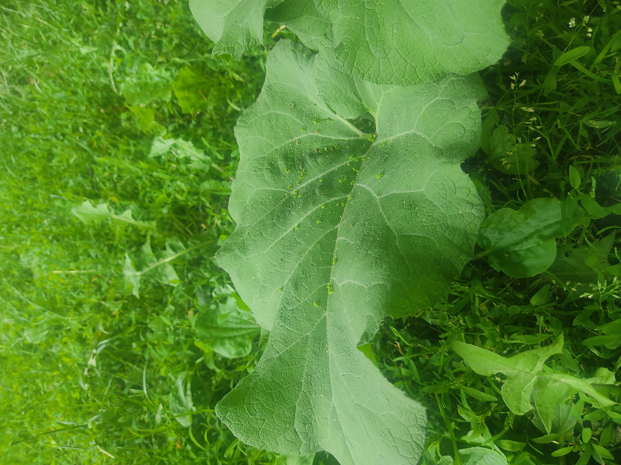 The image depicts a close-up view of a large, green, textured leaf from a plant growing in a natural environment. The leaf is the primary subject and fills a significant portion of the frame, angled diagonally. Its surface displays a network of prominent veins and a slightly rough texture, suggesting a broadleaf plant. Scattered across the surface of the leaf are small, green clusters and individual dots, which appear to be very small organisms or perhaps plant structures. The background consists of an abundance of lush, green grass and other smaller green plants, creating a soft, out-of-focus backdrop. The lighting suggests an outdoor setting, likely during the daytime, with natural light illuminating the scene. There are no people or man-made objects visible in the image, presenting a purely botanical subject in its natural habitat. The location is specified as Voludryntsi, Ukraine.