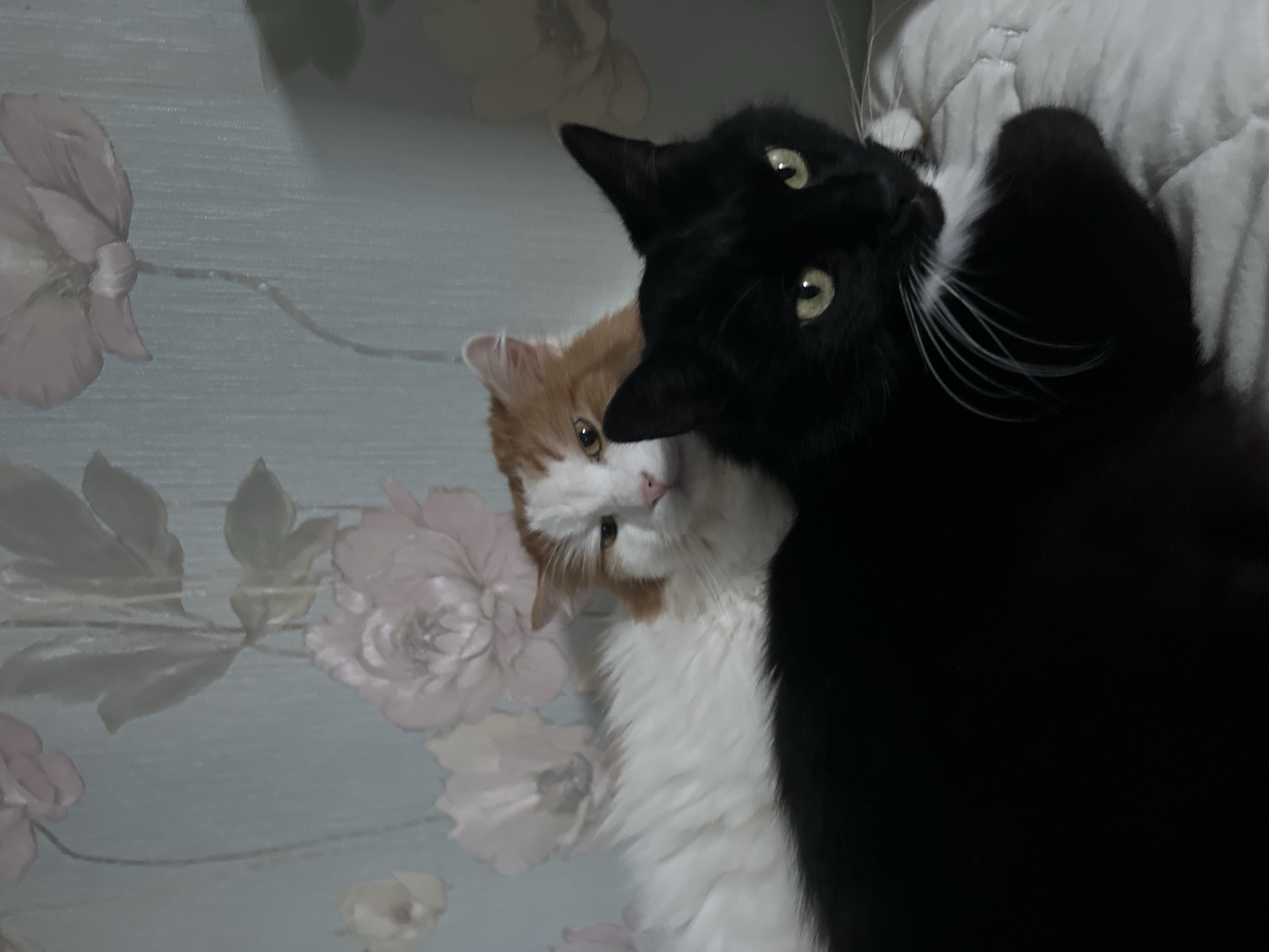 The image shows two cats, one black and one white and orange, resting on a bed. The cats are positioned close together, with the black cat in the foreground and the white and orange cat behind it. Both cats have their eyes open and appear to be looking at the camera. The background is a wall with a floral wallpaper pattern. The lighting in the image is dim, suggesting it was taken indoors. The overall scene is calm and peaceful. There is no indication of any specific location in the city of Ivanteyevka, Russia.