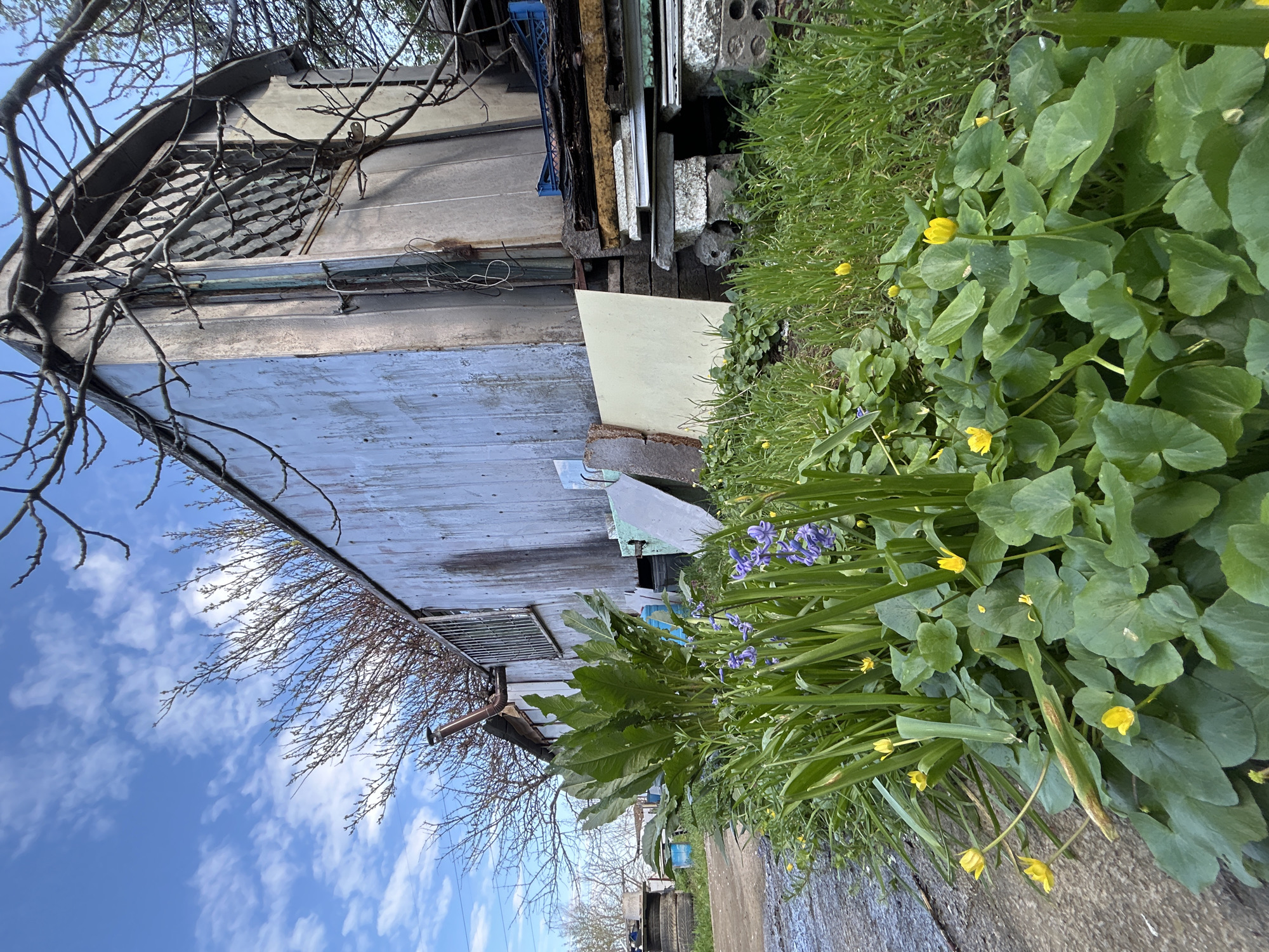 An outdoor scene in Plovdiv, Bulgaria, shows a dilapidated, weathered building with a gray, peeling facade and a rust-covered roof structure. A lattice-like element is visible at the top of the building. The structure is situated near overgrown vegetation, including broadleaf plants, bluebells, and small yellow flowers. The ground appears damp, suggesting recent rain. A tree with bare branches reaches across the top of the building against a partly cloudy blue sky. The image is rotated to the side. Additional objects are stacked against the side of the building. A concrete path is visible near the vegetation.