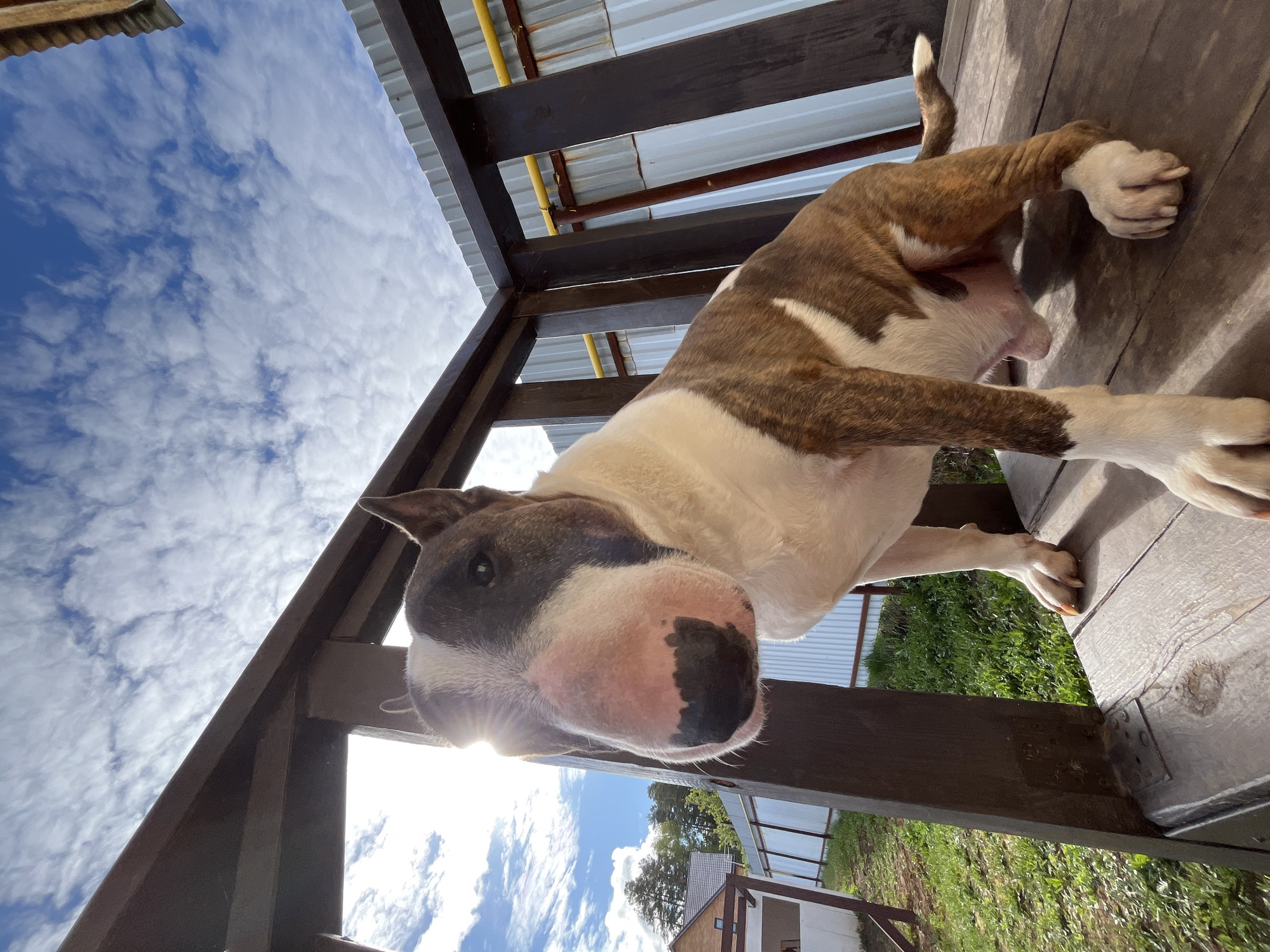A brown and white bull terrier stands on a wooden deck. The photo is taken from a low angle, looking up at the dog. The sky is visible in the background, with white clouds against a blue sky. The dog is positioned near a wooden structure, possibly a pergola or porch railing. In the distant background, trees and buildings can be seen, suggesting the scene is outdoors. The image was taken in Chaikovsky, Russia.