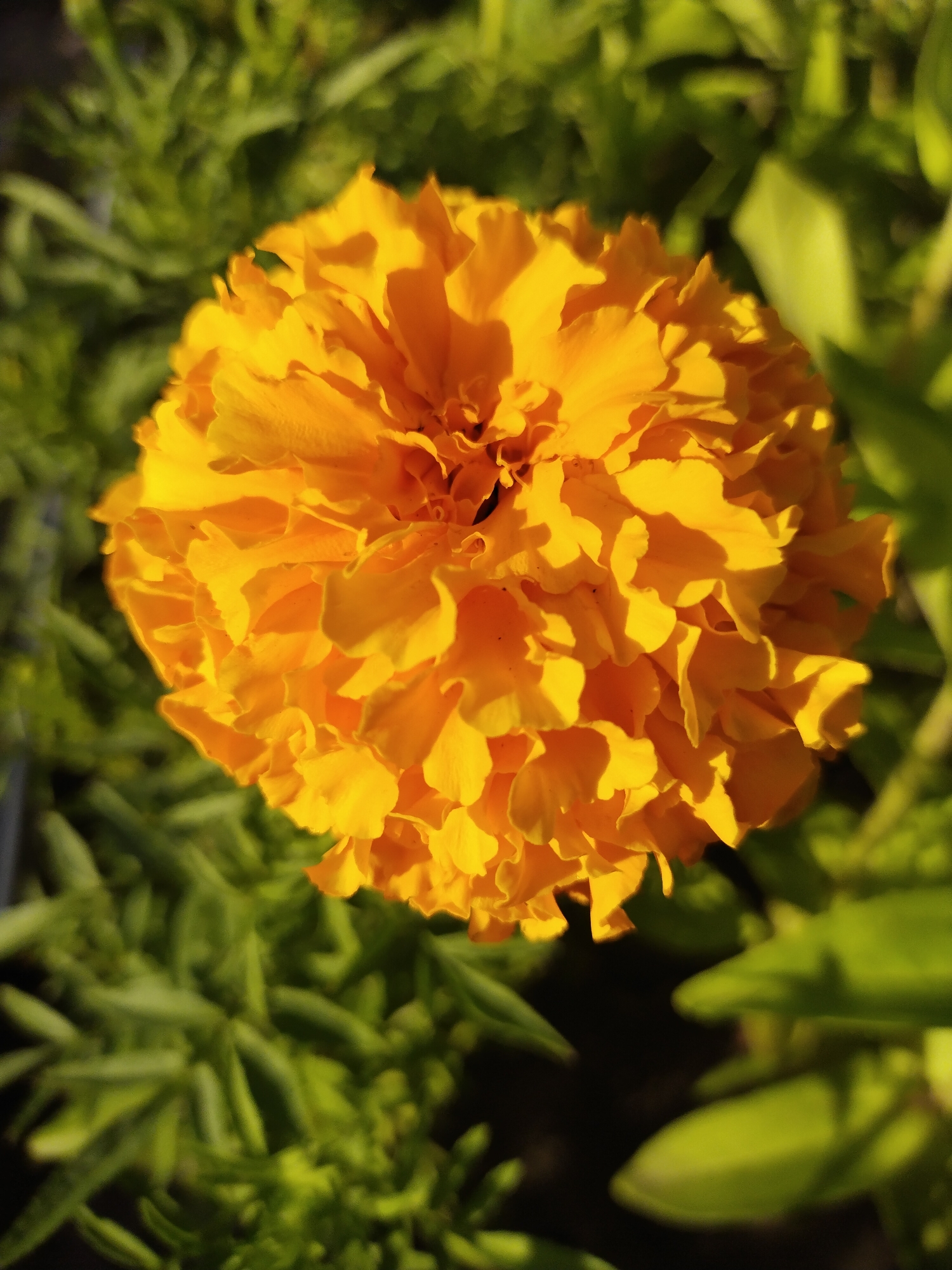 A close-up, overhead shot captures a vibrant yellow marigold bloom in full sun. The flower's densely packed petals are ruffled and layered, creating a textured, spherical shape. Sunlight highlights the edges of the petals, casting subtle shadows within the bloom. The background is softly blurred, revealing lush green foliage that suggests an outdoor garden setting, possibly in Horishni Plavni, Ukraine, given the context. No people are visible in the image.