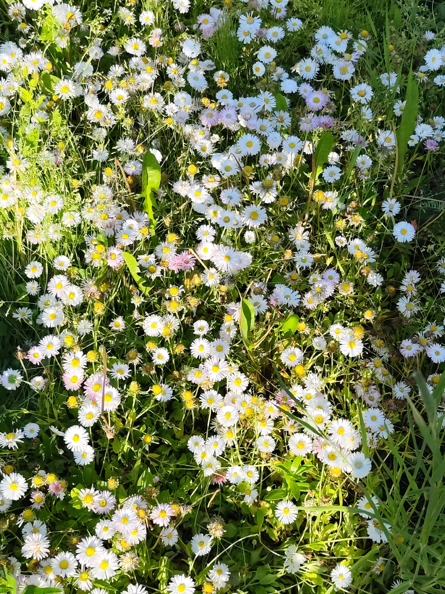 The image is a top-down, medium shot of a field of white and pink daisies with yellow centers, interspersed with green grass and leaves. The lighting suggests a sunny day, with shadows indicating the presence of sunlight filtering through the foliage. Some of the flowers appear to be wilted or faded. There are no people or man-made objects visible in the image. The scene is natural and appears to be a meadow or a grassy area.
