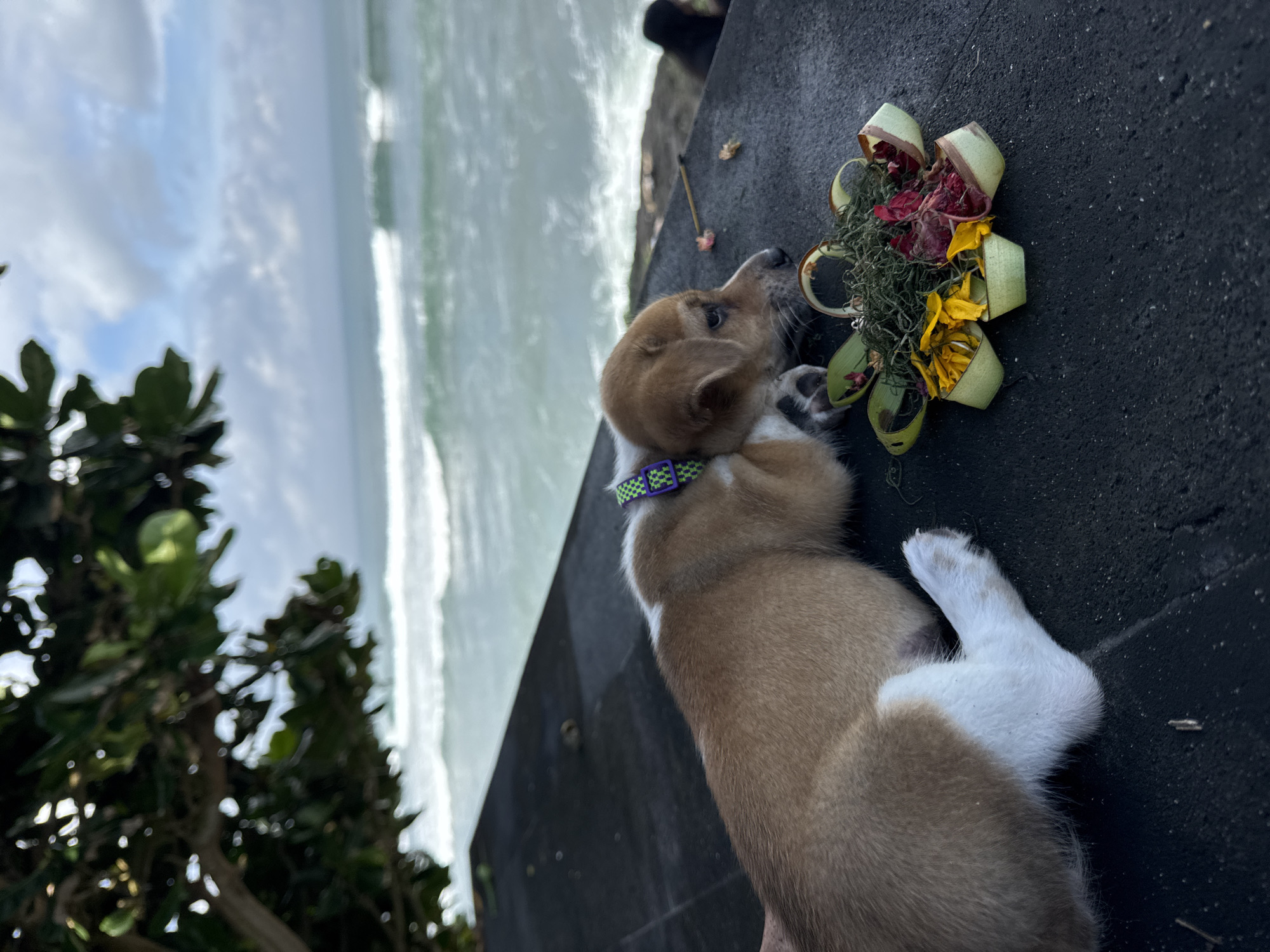 A charming light brown and white puppy, wearing a distinctive green and purple collar, is the central subject of this rotated image, set in a coastal environment in Kediri, Indonesia. The puppy lies on a dark, textured surface, possibly a stone pathway or wall, with its head tilted, intently observing a traditional Balinese offering placed nearby.
The offering, known as a canang sari, is intricately arranged beside the puppy. It features several small, woven palm leaf containers forming a floral shape, filled with colorful elements including vibrant red and yellow flower petals, green leaves, and what appears to be dried moss or grass.
In the background, a vast expanse of ocean with visible breaking waves stretches towards the horizon, indicating a beach or cliffside location. Above the sea, the sky is partially cloudy, suggesting a daytime setting. Blurred green foliage from a tree or bush is visible on the left side, framing the scene. The puppy's curious gaze towards the offering is the primary activity captured. No text is visible in the image.