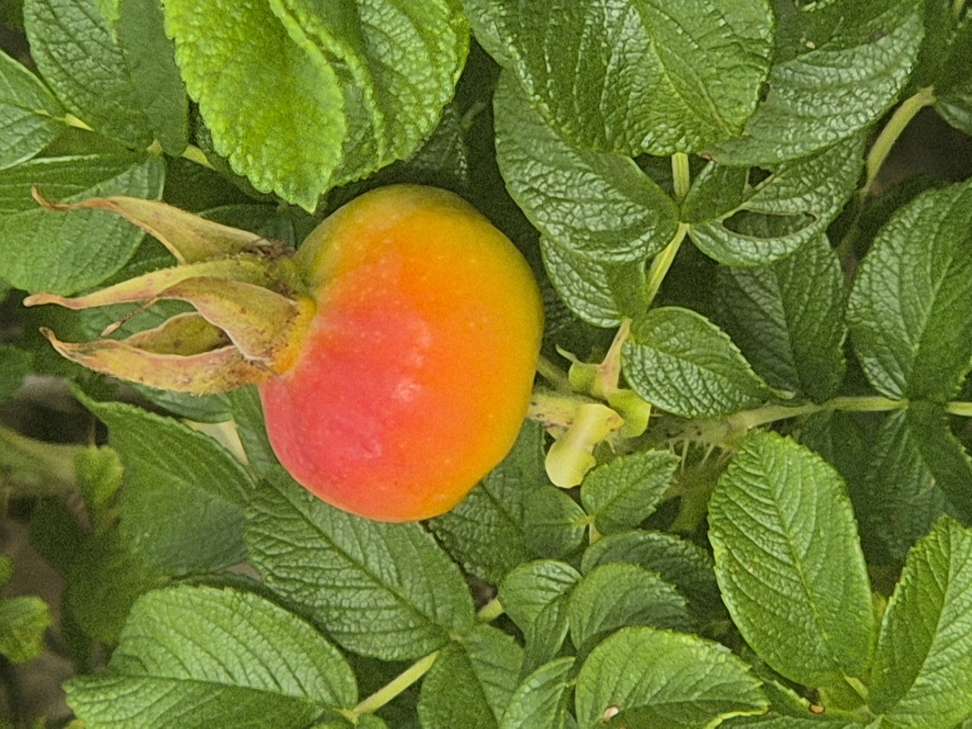 A close-up, high-angle shot features a single, ripe rosehip with a gradient of red and orange hues, surrounded by lush, green rose leaves. The rosehip is positioned centrally in the frame, with its dried sepals extending upwards like a crown. The surrounding leaves are textured and serrated, creating a dense backdrop for the fruit. The lighting is even, highlighting the details of both the rosehip and the foliage. The image appears to be taken outdoors in a natural setting, possibly a garden or park. There are no people or animals visible in the image. The image does not provide any specific information that would allow for its localization in Kokshetau, Kazakhstan.