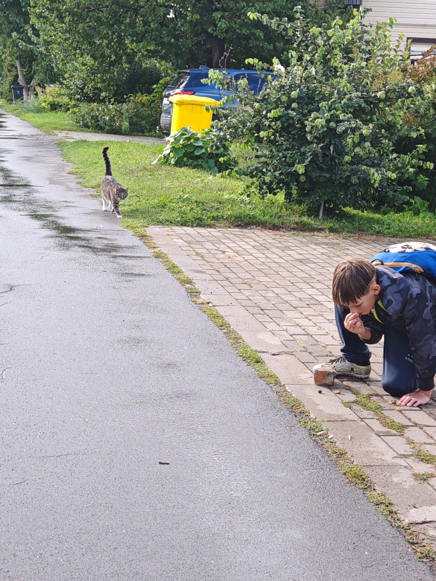 A tabby cat walks away from the camera on a wet asphalt path. The cat is in the middle ground, on the left side of the frame. In the foreground, a young boy is kneeling on a brick sidewalk, looking at something on the ground. He is wearing a camouflage jacket and dark pants and has a blue backpack on. To the right of the boy, a brick is propped up on the sidewalk. In the background, there are trees, bushes, and two large bins, one yellow and one blue, next to a blue car. The scene appears to be an outdoor urban or suburban setting.