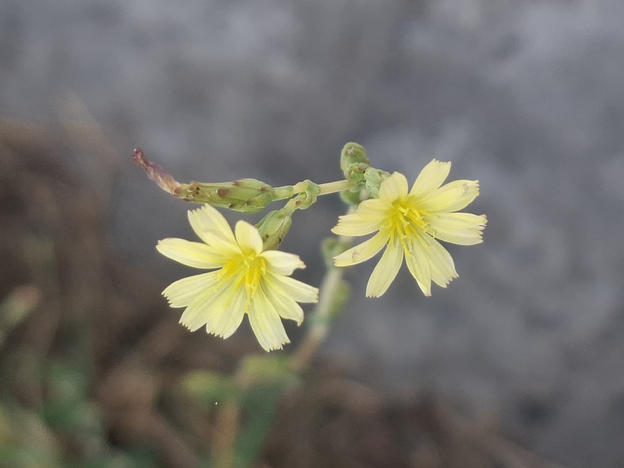 Two delicate yellow flowers with serrated petals and bright yellow centers are in bloom, attached to a slender green stem. The upper flower is larger and fully open, while the lower flower is slightly smaller and also in full bloom. Several unopened buds are visible on the stem above the flowers, some with a reddish-brown tinge. The background is softly blurred, with earthy tones of brown and green on the left, and a smooth, greyish surface on the right, suggesting an urban or paved environment. The image is a close-up shot, capturing the intricate details of the blossoms and stem. There is no indication of the location within the city of Almaty, Kazakhstan, or any people, actions, or interactions.