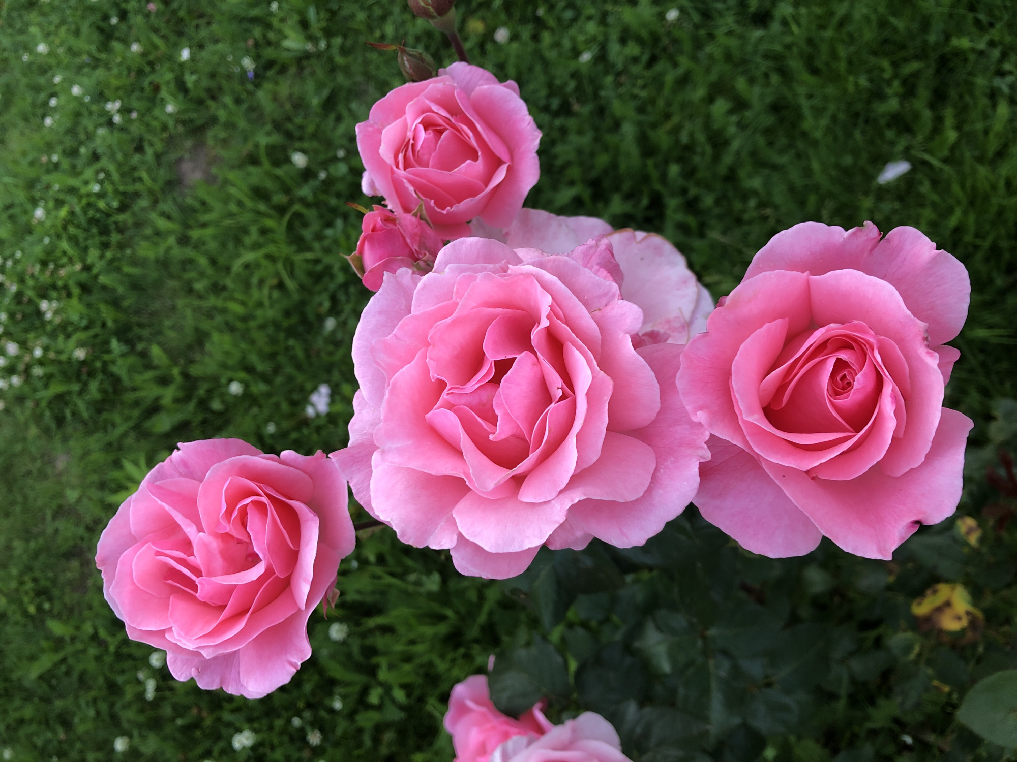 A close-up, top-down view captures a cluster of vibrant pink roses against a blurred backdrop of lush green grass. The roses are in various stages of bloom, with some fully open, revealing intricate petal formations, while others are partially closed buds. The lighting suggests an overcast day or the soft light of early morning or late afternoon, casting gentle shadows that accentuate the delicate textures of the petals. The background, while out of focus, provides a sense of an outdoor setting, likely a garden or park. The image is devoid of any human presence or activity, focusing solely on the natural beauty of the flowers and their environment. The scene is located in Московский Ветеран Снт, Russia.