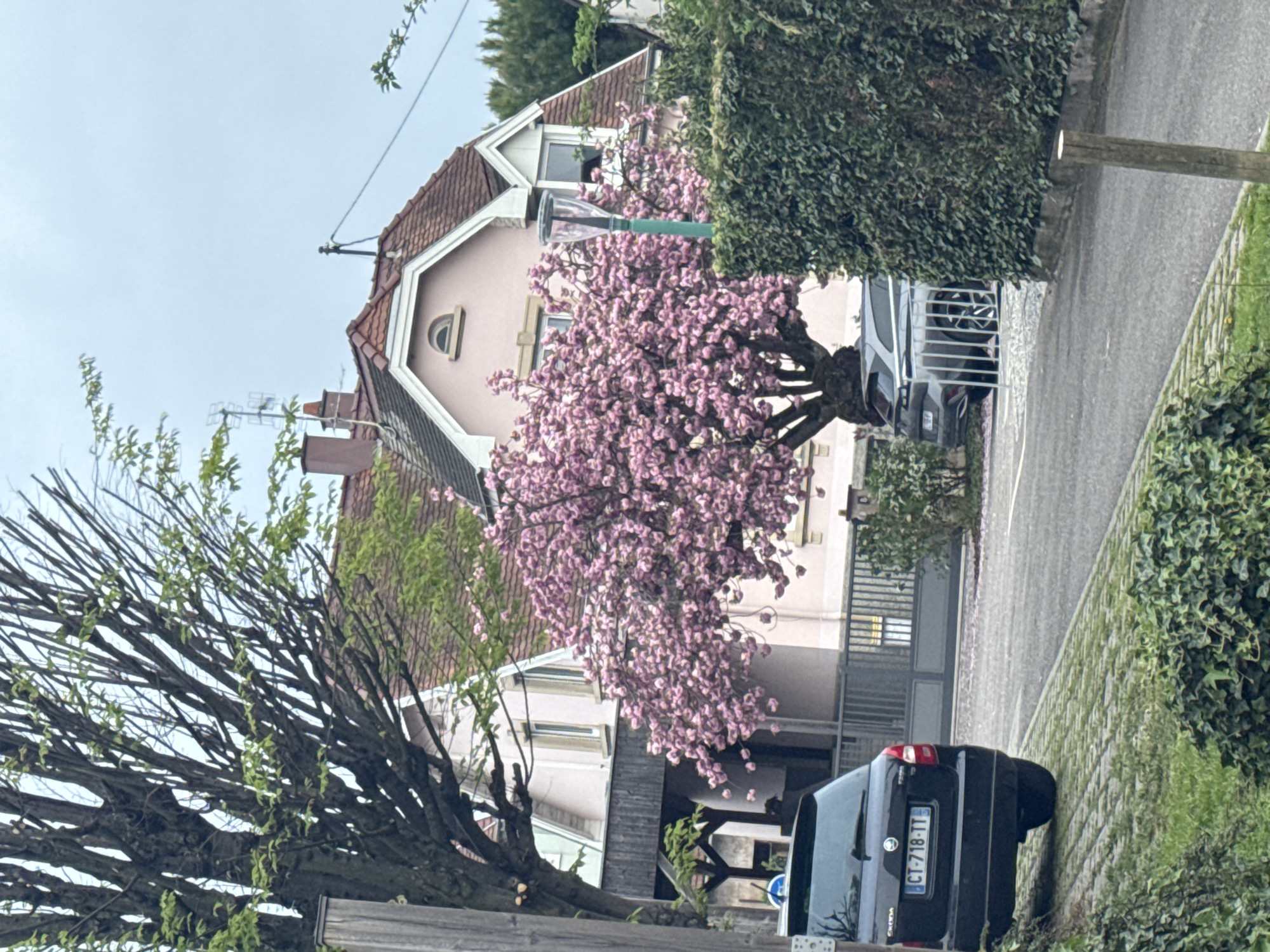 The image captures a street scene in Hoenheim, France. A pink building with a brown roof is visible in the background, partially obscured by a blooming tree with pink blossoms. A black car is parked on the right side of the road, its license plate "CT-718-TT" visible. A gray car is parked behind a metal gate. Green bushes and hedges line the street. A bare tree with sparse leaves is on the left, and a wooden post is present on the right side of the frame. The sky appears overcast.