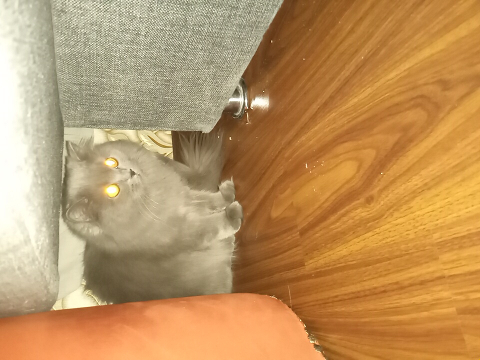 A medium shot shows a long-haired grey cat sitting under a sofa. The cat's eyes are glowing a bright yellow due to the flash. The cat's fur is fluffy and appears to be well-groomed. The floor beneath the cat is made of polished wood. The scene appears to be an indoor setting. There are no indications of the city of Angren, Uzbekistan.