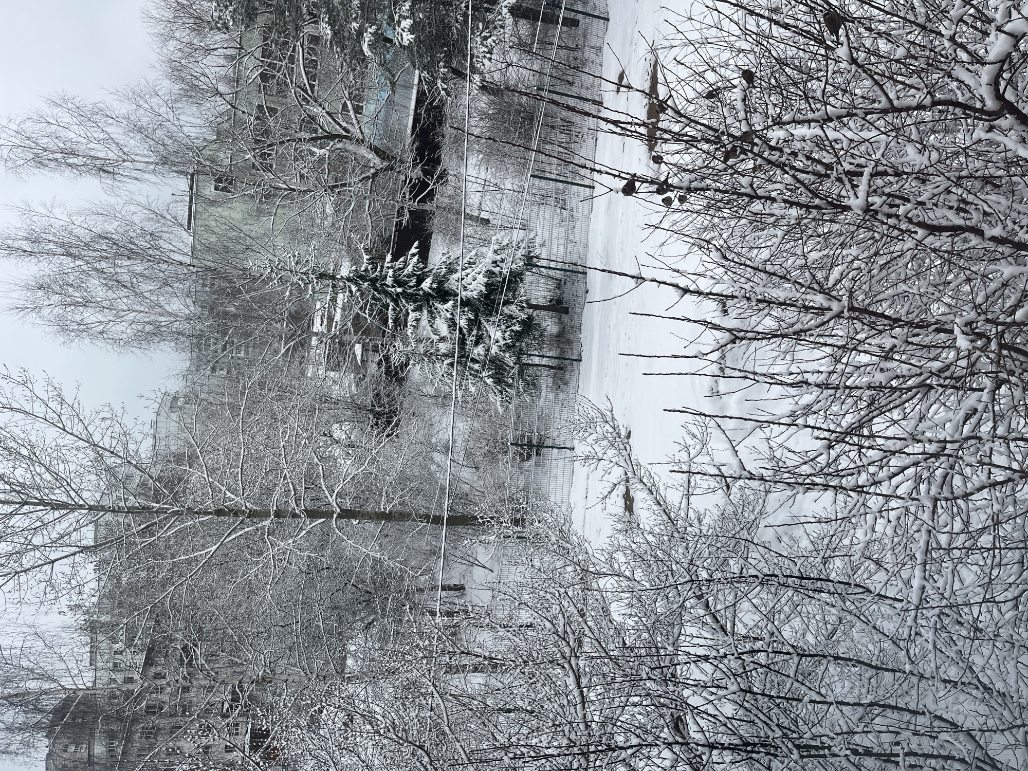 The image depicts a snow-covered scene in Chaikovsky, Russia. Bare trees heavily laden with snow dominate the foreground and obscure a view of a building in the background. A snow-covered yard is visible behind a metal fence. Several small birds are perched on the branches of the tree on the right side of the image. Power lines stretch across the landscape.