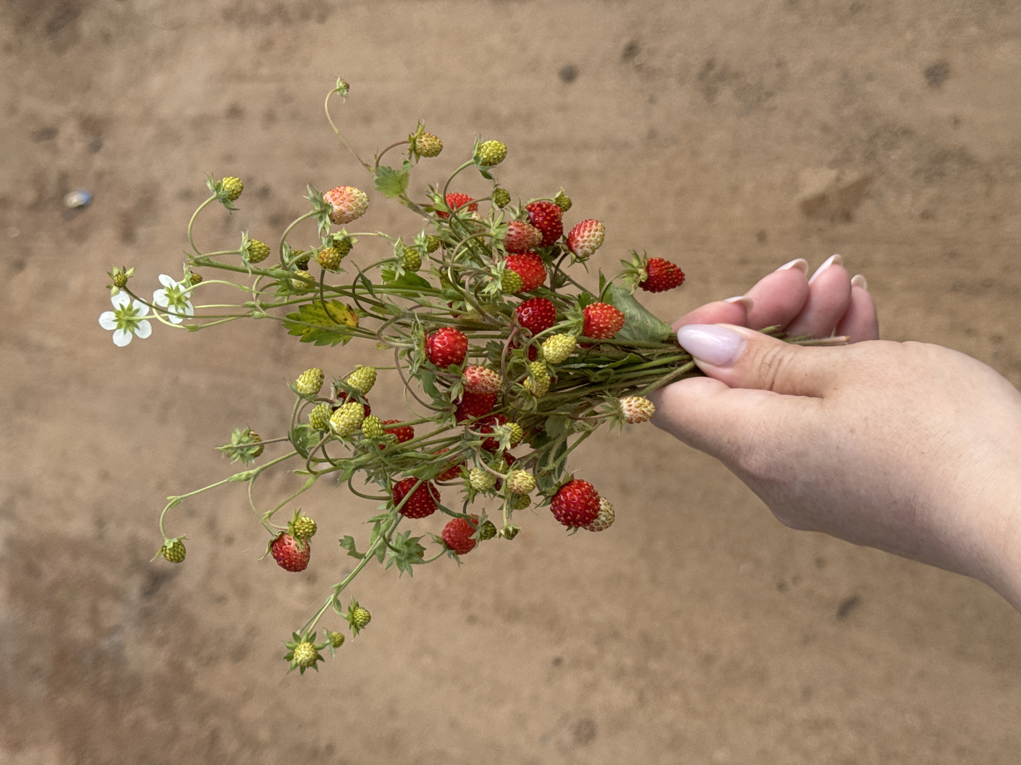 A person's hand holds a small bouquet of wild strawberries and flowers against a blurred sandy background. The bouquet consists of several stems with green leaves, some unripe yellow and green strawberries, and ripe red strawberries. There are also a few small white flowers with yellow centers. The hand is fair-skinned with neatly manicured nails. The sandy background is a muted brown with some darker spots, suggesting a dry, outdoor environment. The location is Vas'yatta, Russia.