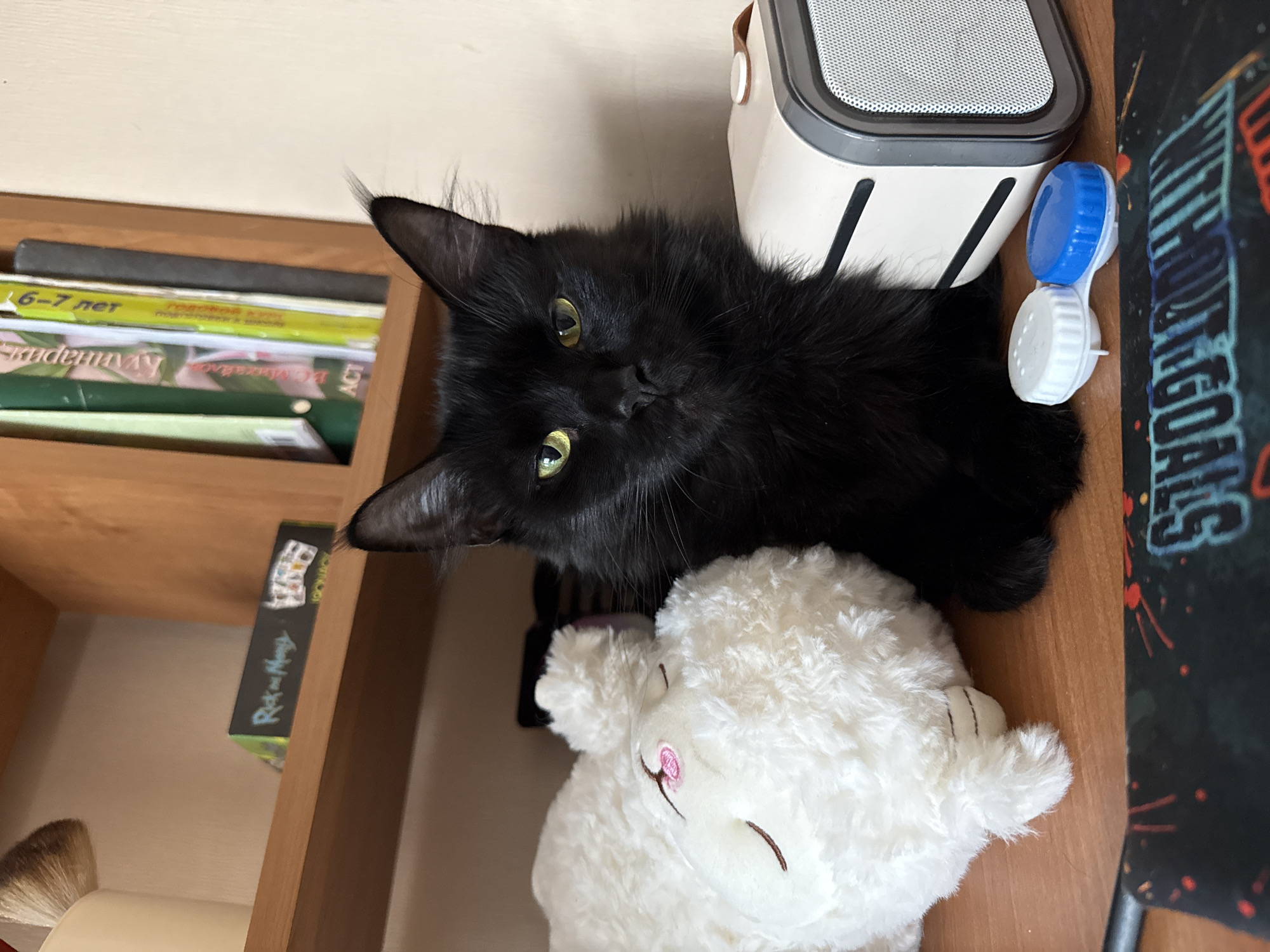 A medium shot depicts a black long-haired cat with yellow-green eyes resting on a white stuffed lamb toy on a wooden shelf. Adjacent to the cat is a gray and white speaker with a brown leather handle, along with two white and blue contact lens cases. To the left, there are books and a box labeled "Rick and Morty." In the lower left, a makeup brush is visible. To the right, a computer mousepad with colorful text is present. The image was likely taken indoors. There is no indication in the image that this scene takes place in Tobolsk, Russia.