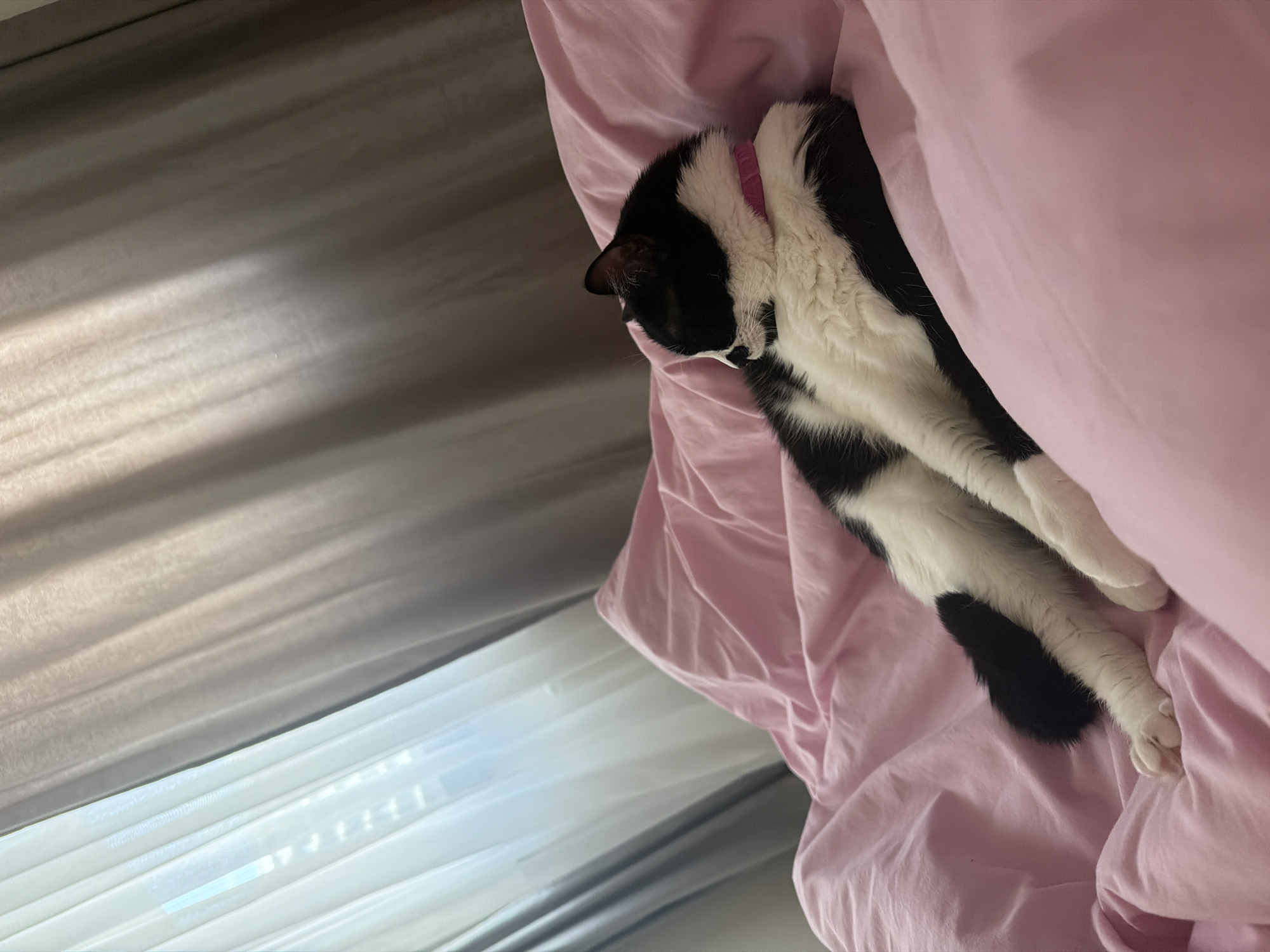A black and white cat is sleeping on a pink bed sheet. The cat is wearing a pink collar. In the background, there are grey and white curtains. The location is inside a room, and there's no indication that it is in Belgrade, Serbia.