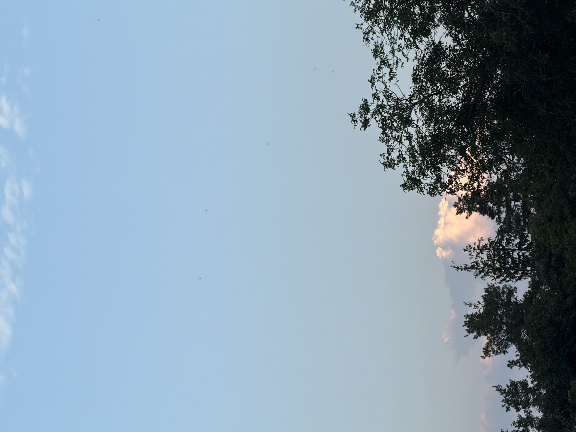 The image captures a serene sky above a dense canopy of trees. The sky is a gradient of pale blue, transitioning to a lighter hue towards the horizon. Wispy white clouds are scattered across the upper portion of the sky, and to the left, a larger cloud formation glows with a soft pink and orange light, suggesting it is catching the last rays of the sun. Silhouetted against this sky are the dark green tops of various trees, including coniferous and deciduous varieties. The overall impression is one of natural tranquility, likely taken from a high vantage point within or on the outskirts of Kyiv, Ukraine.