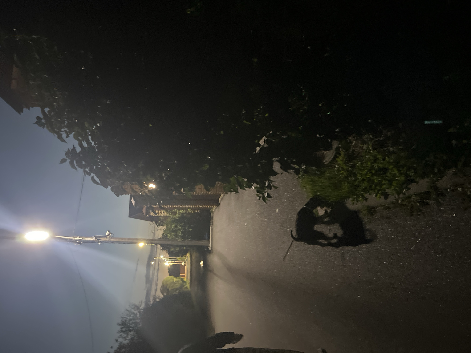 The image captures a nighttime scene on an asphalt path in Sankt-Peterburg, Russia, illuminated by a streetlamp. On the left, a person is partially visible, wearing dark clothing and walking away from the camera. In the center of the path, a black dog on a leash is sniffing the ground near a patch of green grass. The dog is casting a distinct shadow on the wet asphalt, indicating recent rainfall or damp conditions. To the right, dense foliage forms a dark mass, obscuring part of the scene. In the background, a brick wall borders the path, and further down, more streetlights and trees are visible, suggesting a residential or suburban area. The sky is dark blue, with faint clouds and the glow of distant lights.