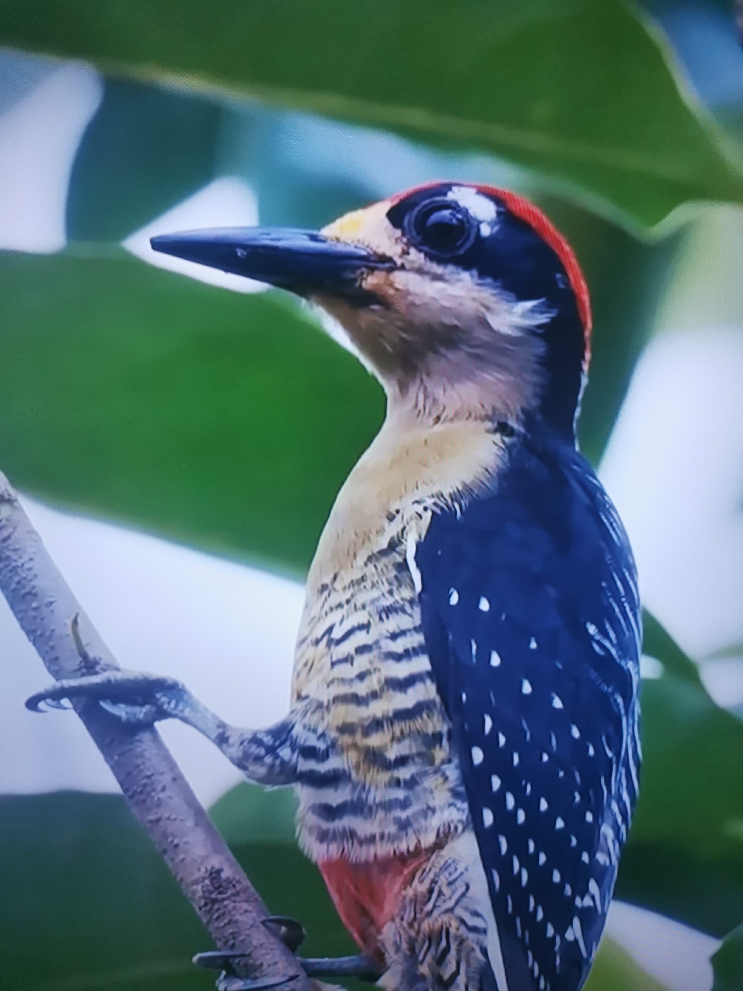 This media file is a close-up, vertical-format photograph of a woodpecker perched on a branch. The bird is the sole subject, with its detailed plumage and features prominently displayed. The woodpecker has a black head with a red crown, a black beak, and bright black eyes. Its neck and upper chest are a light beige, transitioning to a barred pattern of black and white on its belly and sides. The bird's back and wings are a deep blue, dotted with white spots. Its legs and feet are visible, gripping a rough, textured branch.
The background is softly blurred, with hints of green foliage suggesting a natural, outdoor setting. The lighting appears to be natural daylight, possibly dappled, as there are areas of light and shadow on the bird and its perch. The overall mood is one of quiet observation of wildlife. There is no text visible in the image. The location context provided (Dnipro, Ukraine) does not offer direct visual cues within the image itself.