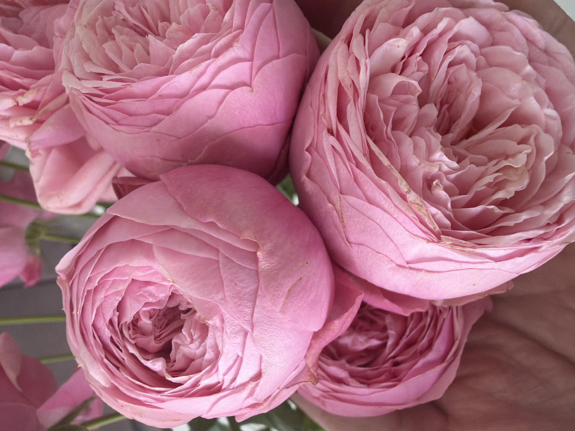 A hand gently cradles a bouquet of fluffy pink roses. The roses, in varying stages of bloom, are tightly packed, their delicate petals unfurling in soft, layered spirals. The color palette is a gentle gradient of pinks, from pale blush to a richer rose hue. The background is softly blurred, suggesting an indoor setting with diffused light, possibly a home or a flower shop in Malinovka, Russia. The image focuses on the textures and soft colors of the flowers, creating a serene and intimate portrait of the roses.