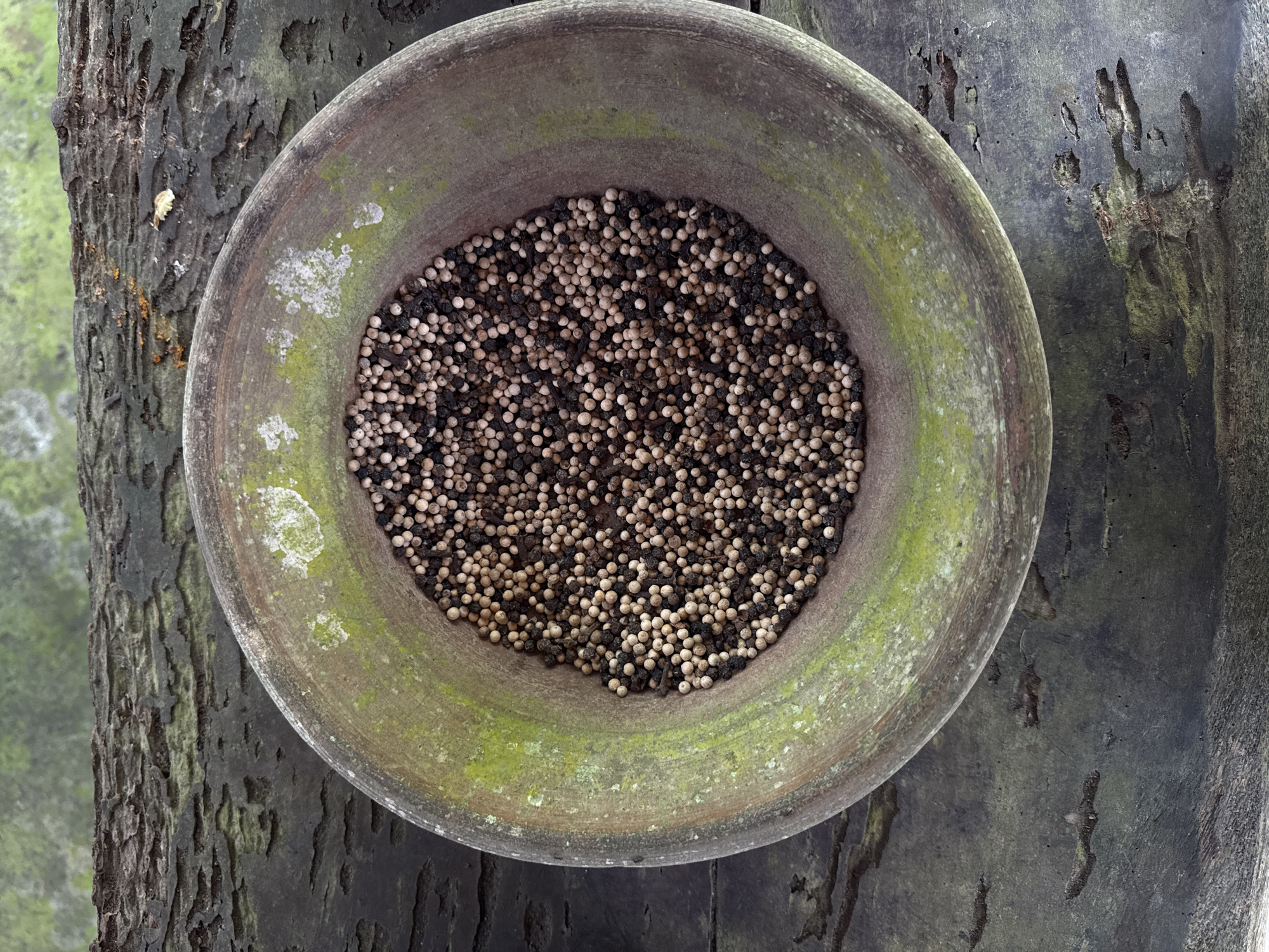 In Tampaksiring, Indonesia, a weathered, moss-covered stone mortar filled with peppercorns sits on a textured wooden surface. The mortar, with its rough, uneven rim, exhibits patches of vibrant green moss and lighter gray lichen, suggesting exposure to the elements. The peppercorns within are a mix of black and lighter, possibly dried, peppercorns, densely packed in the bowl. The wooden surface beneath is dark and exhibits a distinct grain and texture, with some areas appearing worn and possibly slightly damp. The background is softly blurred, hinting at a natural, possibly overgrown environment with hints of green foliage.
