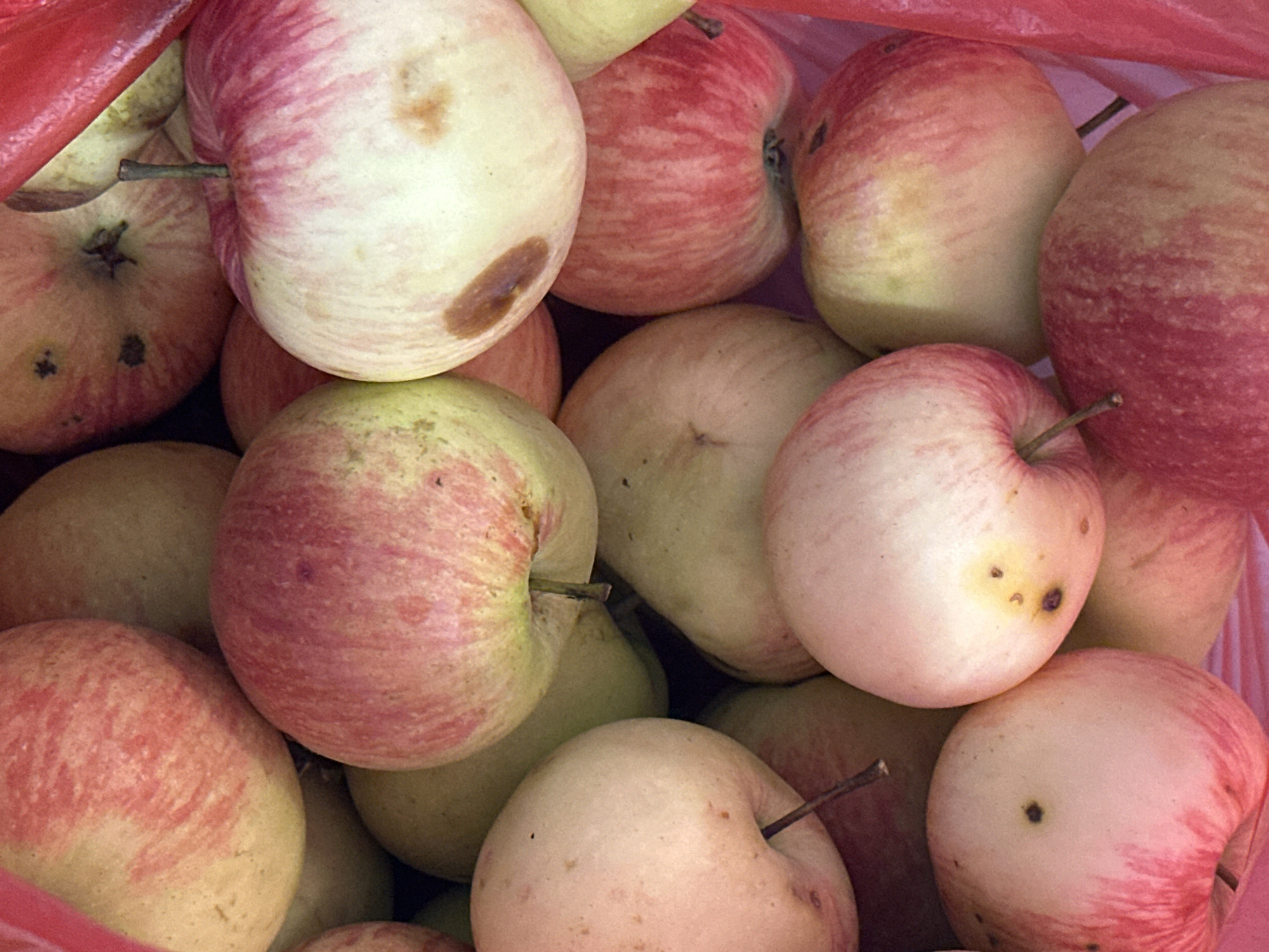 The image displays a close-up, overhead view of a pile of ripe apples, likely intended for sale or consumption. The apples exhibit a range of colors, from pale yellow and green to deep pink and red, with some showing streaks and patches of these colors. Several apples have small brown blemishes or spots. The texture of the apples appears smooth and taut, indicating freshness. The apples are nestled within a bright pink plastic bag, which forms the background and foreground. The lighting suggests an outdoor or well-lit indoor setting, highlighting the textures and colors of the fruit. There is no visible indication of the city of Nevinnomyssk, Russia, in the image itself; the location is provided as external context.