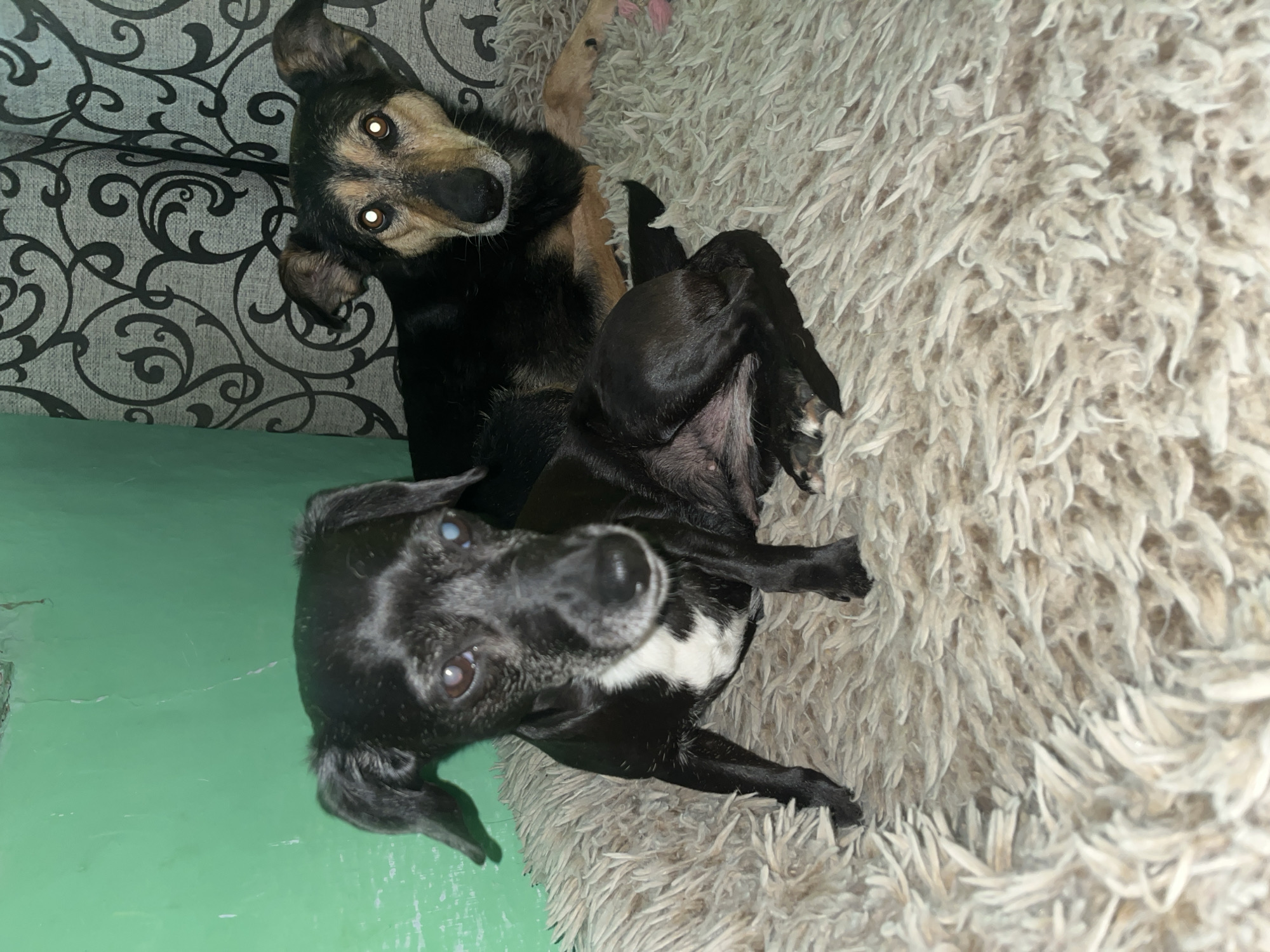 Two dogs are resting on a fluffy rug indoors. The dog in the foreground is black with white markings on its chest and appears to be looking towards the camera. Its eyes are slightly cloudy. The dog in the background is a darker color with tan markings around its face and has a reflective glow in its eyes, suggesting the flash of a camera. Behind the dogs, there is a green wall on the left and a patterned curtain on the right. The environment appears to be a domestic setting. There is no information to suggest this image is located in Nizhny Tagil, Russia.