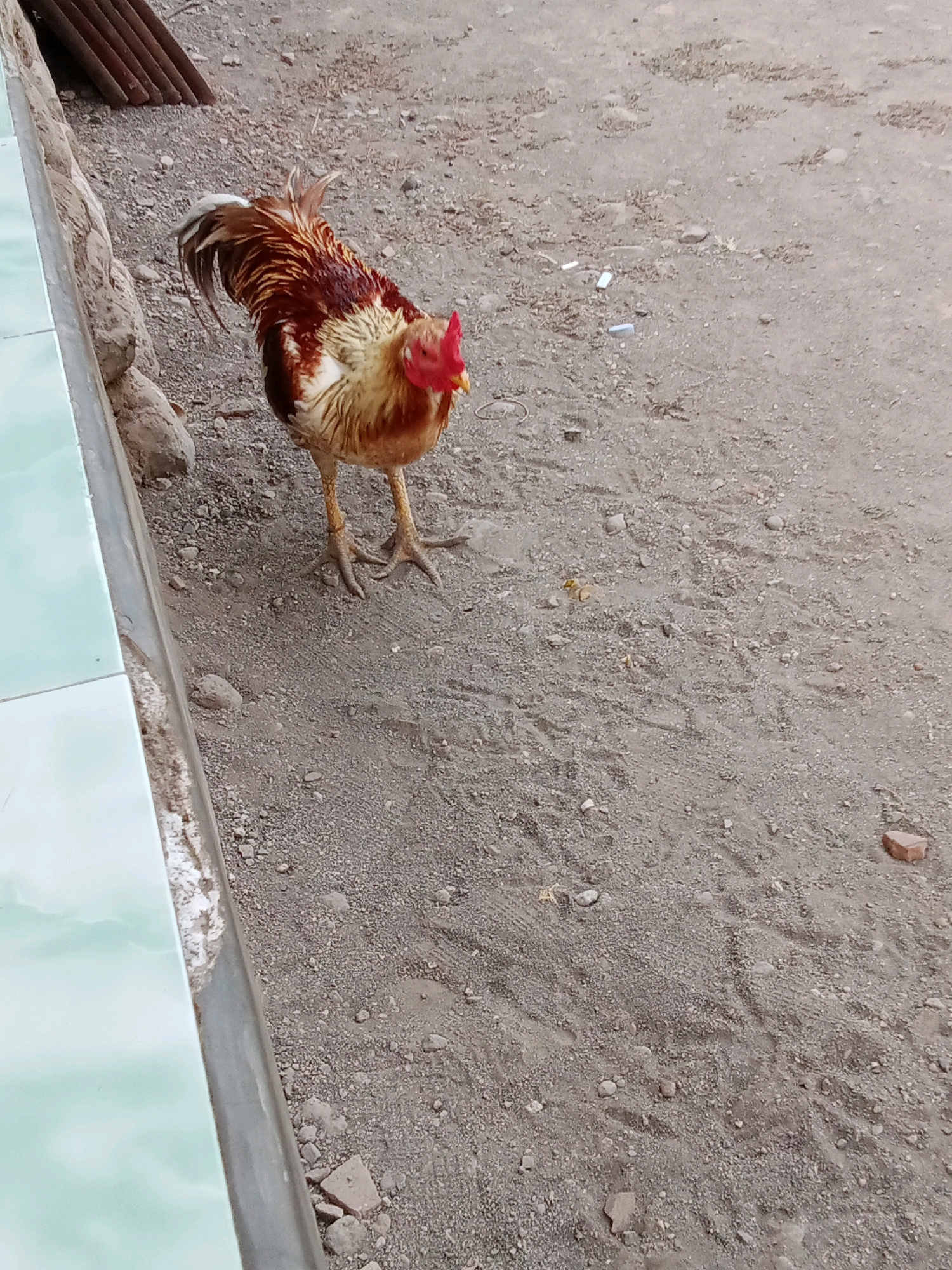 A rooster stands on a dirt path in Selowogo, Indonesia. The rooster has reddish-brown feathers on its back and neck, with white and yellow feathers on its chest and belly. Its comb and wattles are bright red. The ground is covered in dirt, small rocks, and some debris, including what appear to be cigarette butts. To the left of the rooster, a light blue tiled structure is partially visible, possibly a wall or a border. In the background, a stack of corrugated metal sheets leans against a stone wall. The scene appears to be outdoors in a rural or semi-urban setting.