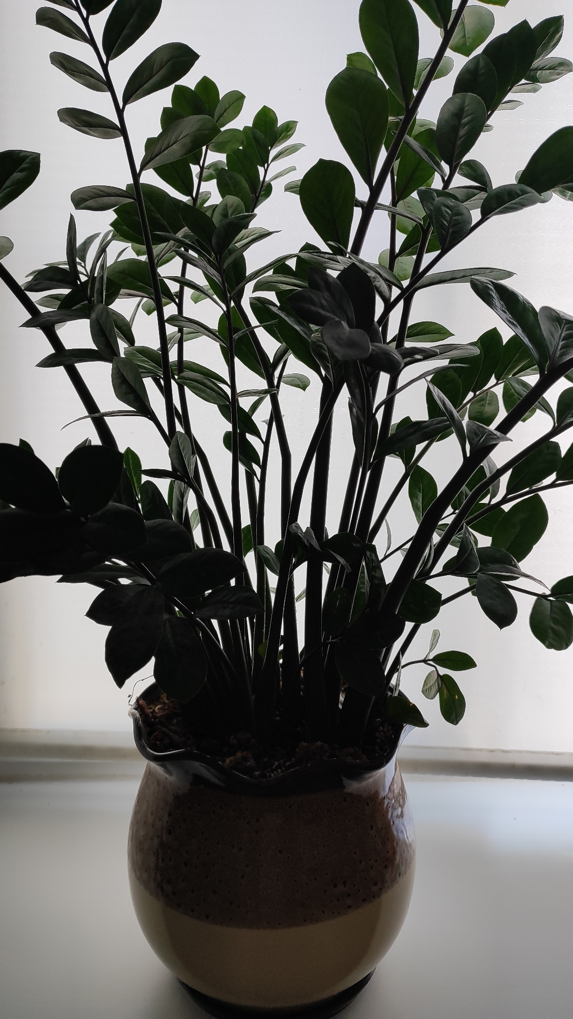 A close-up, vertical, eye-level shot showcases a ZZ plant (Zamioculcas zamiifolia) in a decorative pot. The plant's dark green, glossy leaves and thick stems are prominently displayed against a blurred, bright background, likely a window with diffused light. The pot itself is ceramic with a textured brown upper section and a smooth, beige lower section, with a dark rim. The plant is situated on a white surface, which appears to be a windowsill. No people or animals are present. The scene is indoors, in what could be a residential setting in Snezhinsk, Russia.