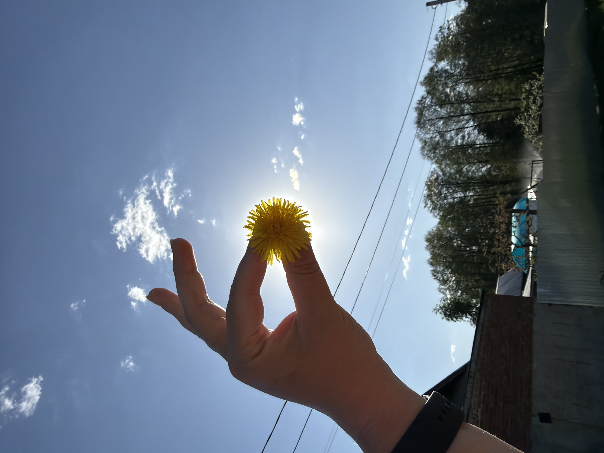 A person's hand is holding a yellow dandelion flower against a bright blue sky with sparse clouds. The sun is shining through the flower, creating a halo effect. In the background, there are trees and a building. The photo was taken in the city of Chaikovsky, Russia. The person is wearing a black watch. The power lines run through the frame.