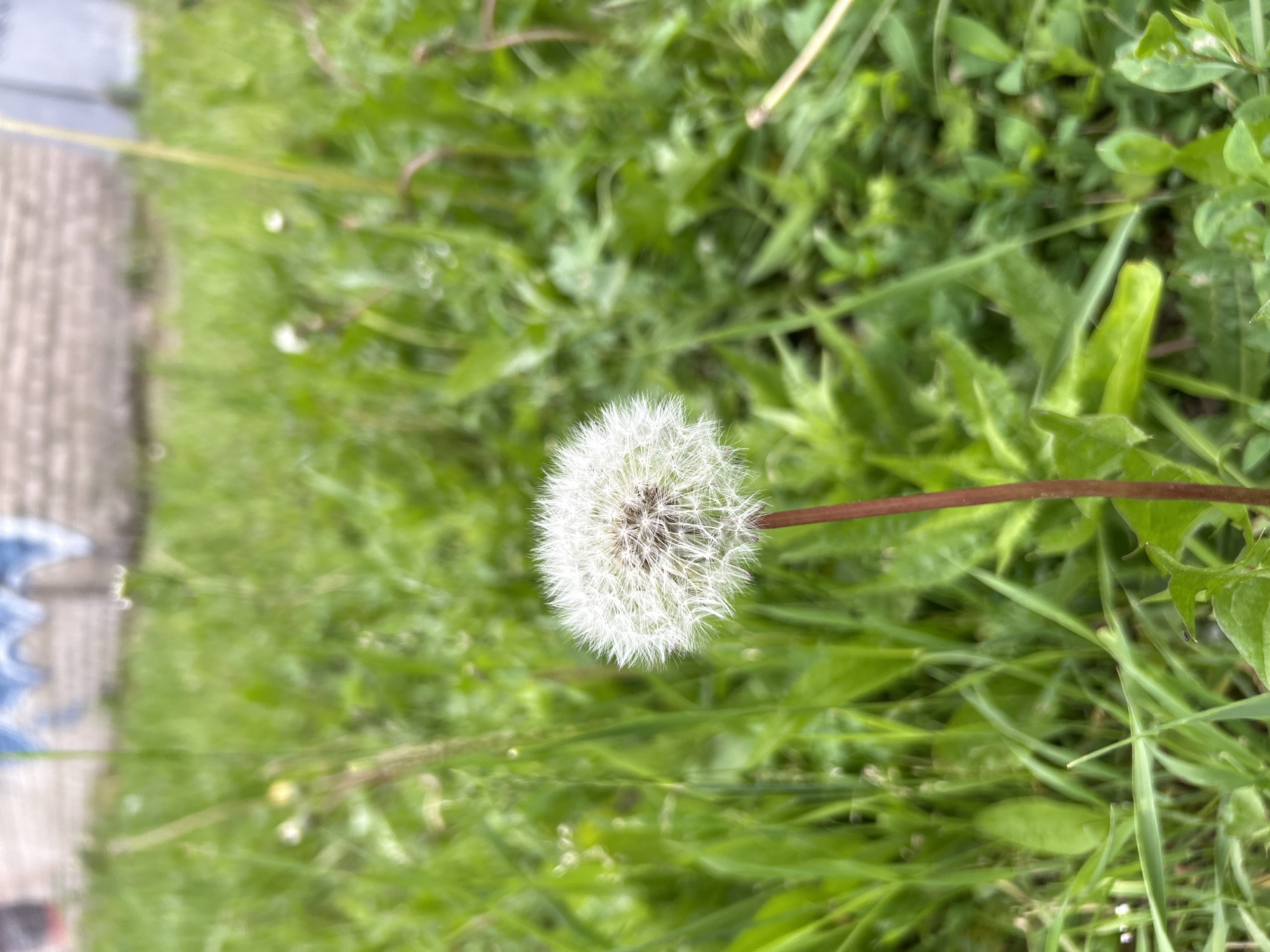 The image shows a dandelion seed head in focus, centered in the frame. The dandelion has a spherical shape with white, feathery seeds. It is attached to a thin, reddish-brown stem. The background consists of green grass and foliage, which is out of focus. In the far background, a blurred, light-colored wall with some graffiti is visible. The scene appears to be outdoors, in a grassy area, possibly a park or a yard, within the city of Angarsk, Russia. There are no people or animals present in the image.