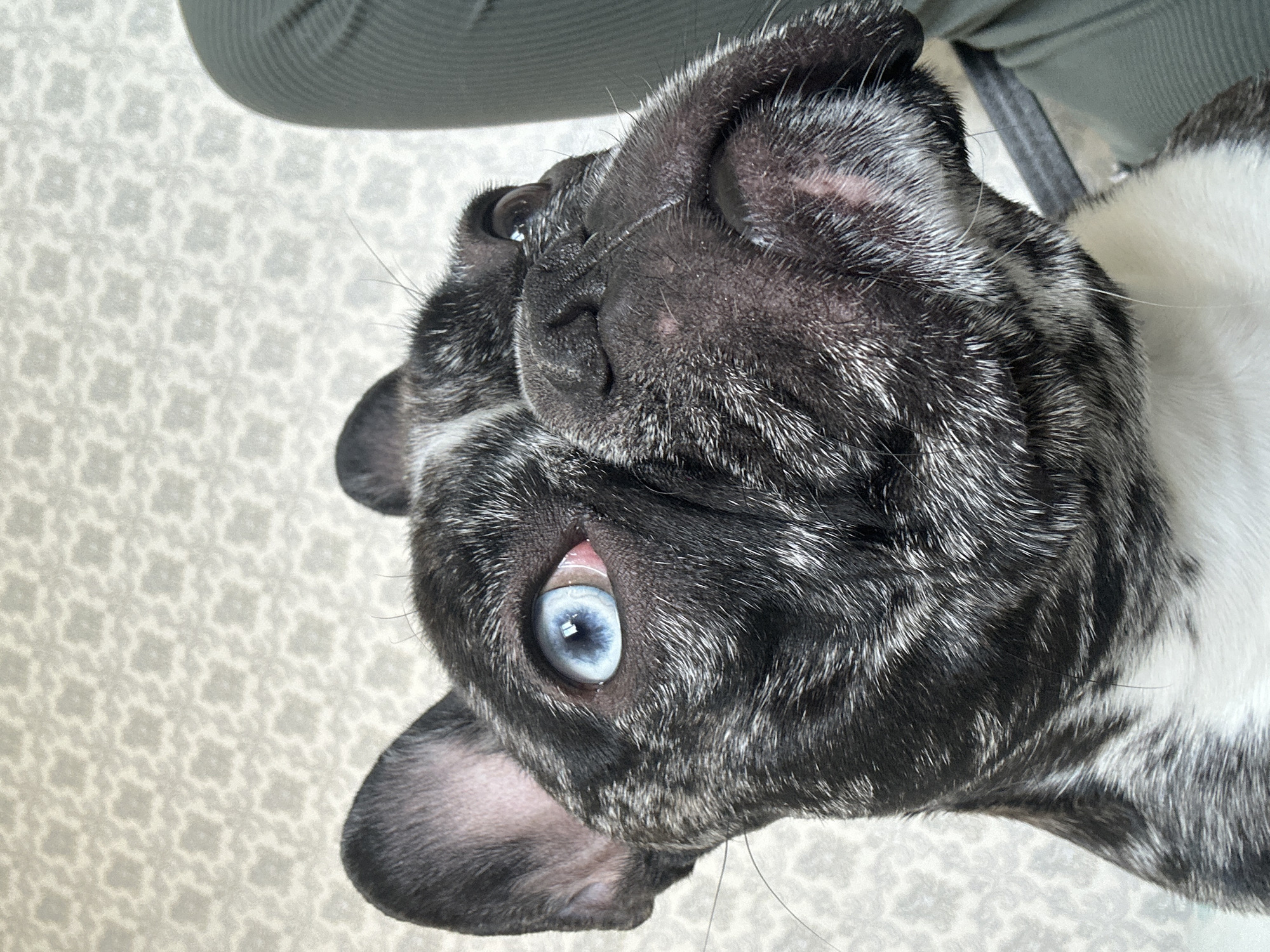 The image presents a close-up, upward-angled portrait of a brindle French Bulldog, located in Rostov-on-Don, Russia. The dog exhibits a black and white/grey speckled or merle coat pattern, with its chest and lower neck displaying white fur. Its right eye, prominently visible, features a distinct light blue iris with a reddish tint at the inner canthus of the sclera. The left eye is partially visible, also looking upwards. The dog's muzzle is dark, and several fine whiskers are present around its snout. Its ears are upright and bat-like. The animal is positioned with its head slightly tilted, gazing upwards and to the viewer's right. The background consists of a light-colored wall adorned with a repeating, subtle geometric pattern, suggestive of wallpaper or textured paint. A dark green or grey textured object, possibly a cushion or part of furniture, is partially visible on the far right edge of the frame.