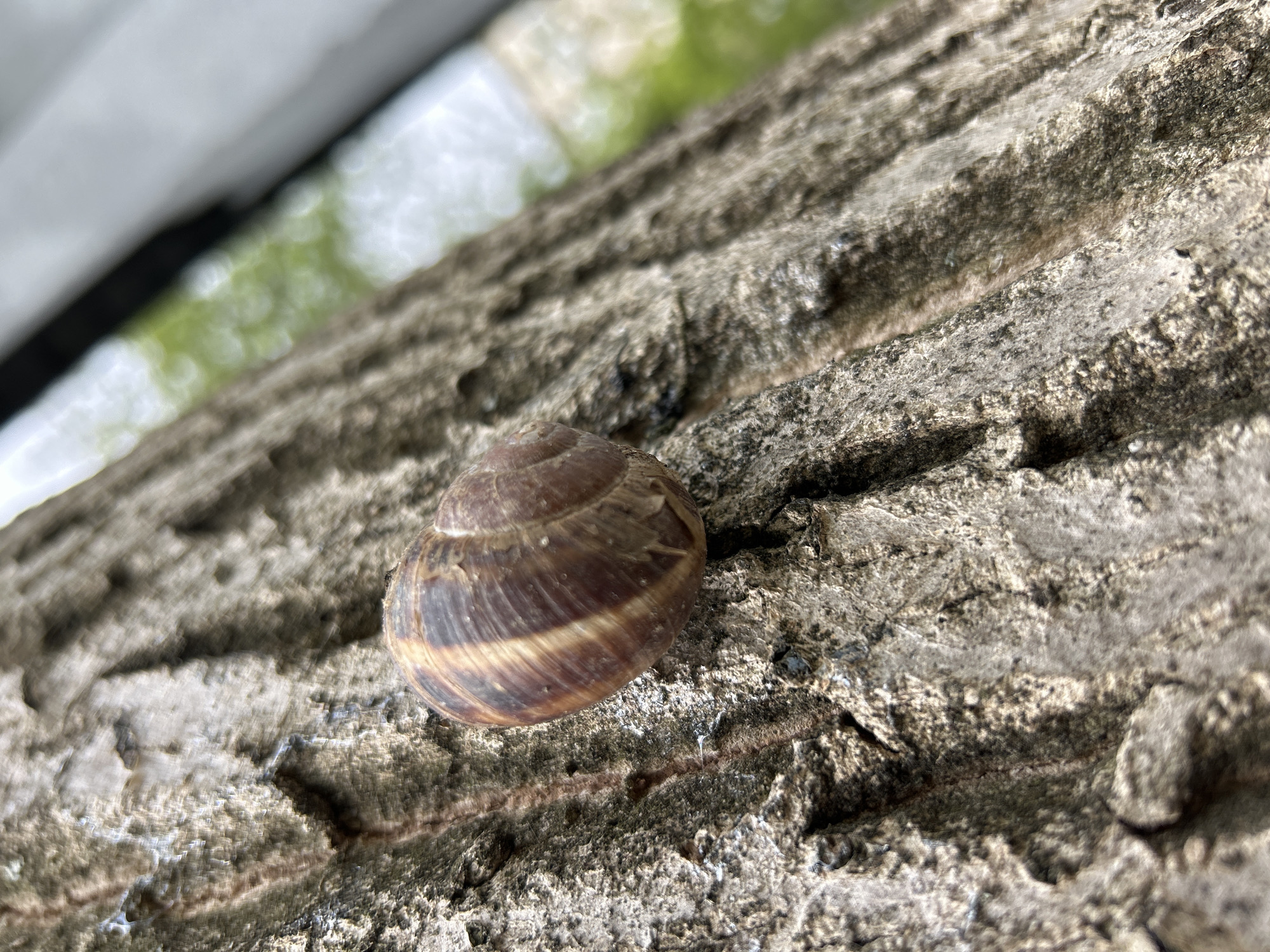 A snail with a brown and light tan striped shell rests on rough, gray bark. The bark appears to be that of a tree trunk. The background is blurred, revealing hints of green foliage and possibly a building structure. The location is possibly the city of Plovdiv, Bulgaria, but there is no evidence of specific landmarks in the image.