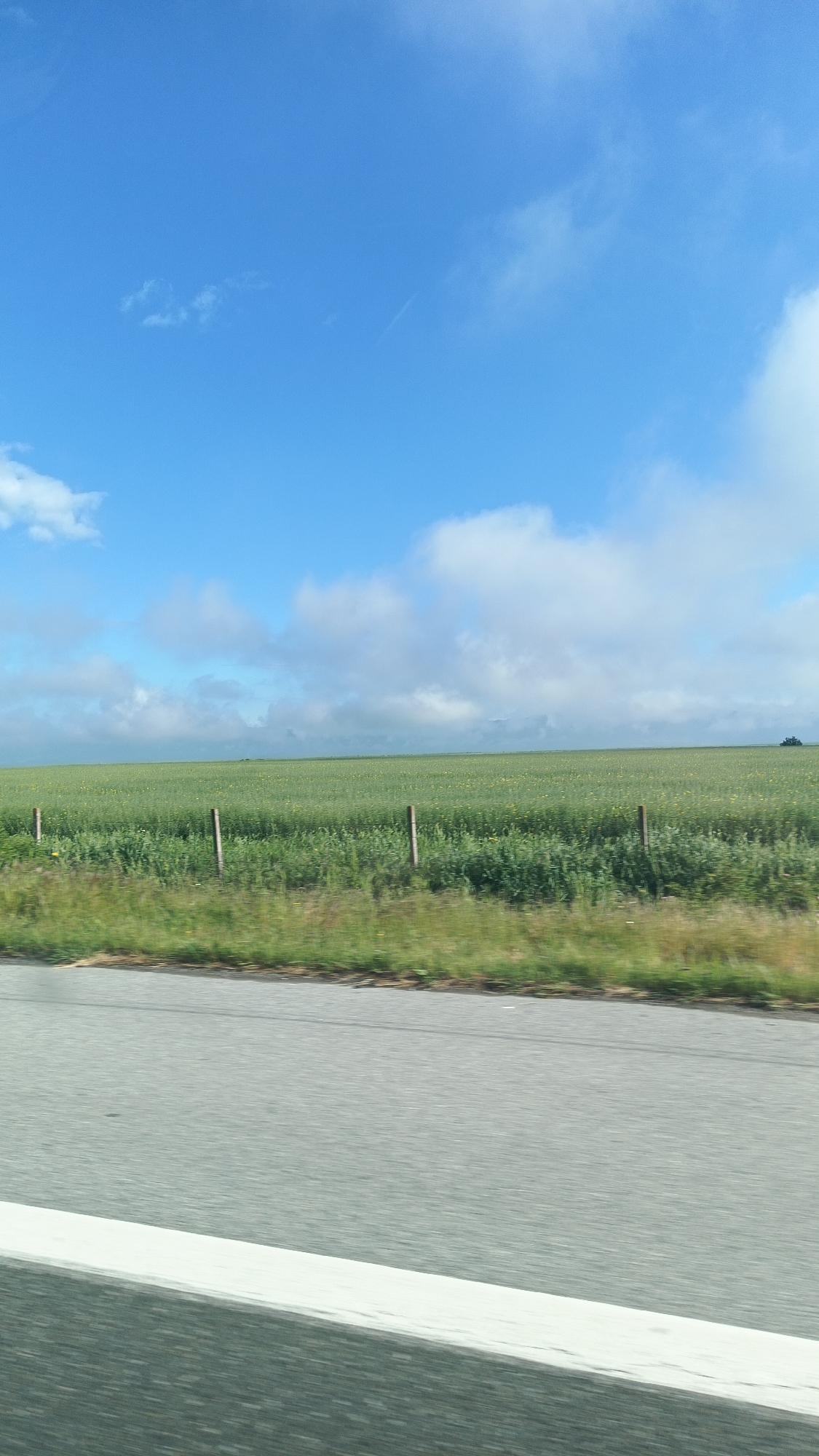 The image shows a view from a moving vehicle, likely a car, on a road near Veselinovo, Bulgaria. The foreground features the grey asphalt of the road and a white road marker along the side. Beyond the road is a strip of green roadside vegetation. Past this vegetation is a large, flat field with green crops, possibly soybeans or a similar plant, dotted with small yellow flowers. Wooden fence posts are sporadically placed along the edge of the field. The sky is blue with scattered white clouds, some of which are low-lying and give a hazy appearance near the horizon. A single tree or bush is barely visible in the distance on the right side of the field.