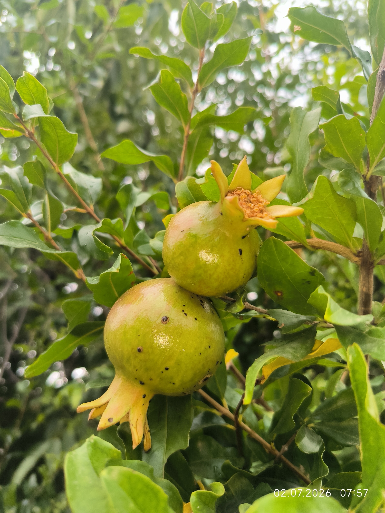 A close-up, vertical, eye-level shot captures two unripe pomegranates hanging from a branch amidst lush green foliage. The pomegranates are a pale green with yellow calyxes, and the upper one exhibits some brown specks. The background is a soft blur of green leaves and white bokeh lights, indicating a natural outdoor setting. A timestamp in the lower right corner reads "02.07.2026 07:57." The image does not contain any people or actions.