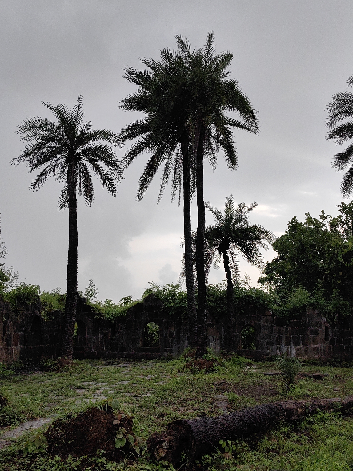 The image depicts the ruins of an old stone structure, possibly a fort or a historical building, located in Vasai-Virar, India. The structure is partially overgrown with vegetation, with several palm trees standing tall in front of it. The sky is overcast, suggesting a cloudy or rainy day. The foreground shows a moss-covered stone pathway leading towards the ruins, with a large fallen tree trunk lying on the ground. The scene conveys a sense of age and decay, with nature reclaiming the man-made structure.