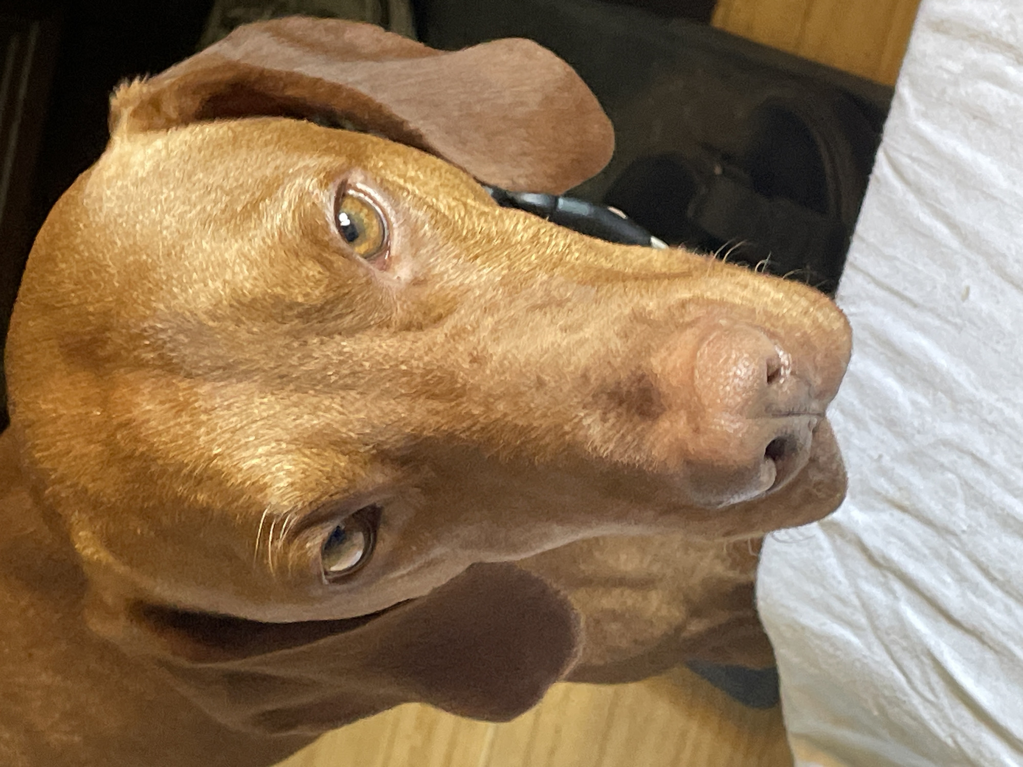 A close-up, eye-level shot features the face of a Vizsla dog. The dog has golden-brown fur and intense, amber eyes that gaze directly at the camera. Its ears are long and floppy, and its nose is a deep pinkish-brown. The dog is positioned in the foreground, with its head dominating the frame. A white, textured surface, possibly a blanket or cloth, is visible at the bottom of the image. The background is blurred and dark, with hints of wooden flooring. The dog appears to be indoors, possibly in a home environment. The specific location within Herceg Novi, Montenegro, cannot be determined from the visual information provided in the image.