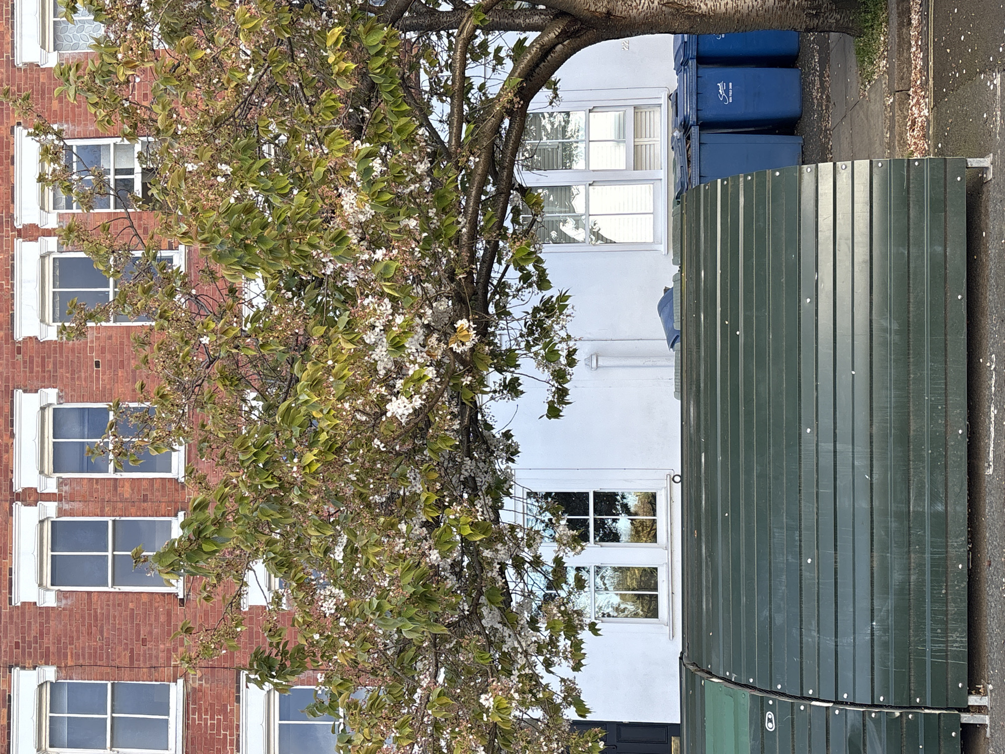 The image shows a street scene in London, United Kingdom. On the left is a brick building with white-framed windows. To the right is a white building with matching windows and black door. Between the buildings is a tree with green leaves and white blossoms. In front of the white building, on the sidewalk, is a dark green metal enclosure, and behind it, blue waste containers are visible. The street is wet, possibly from recent rain.