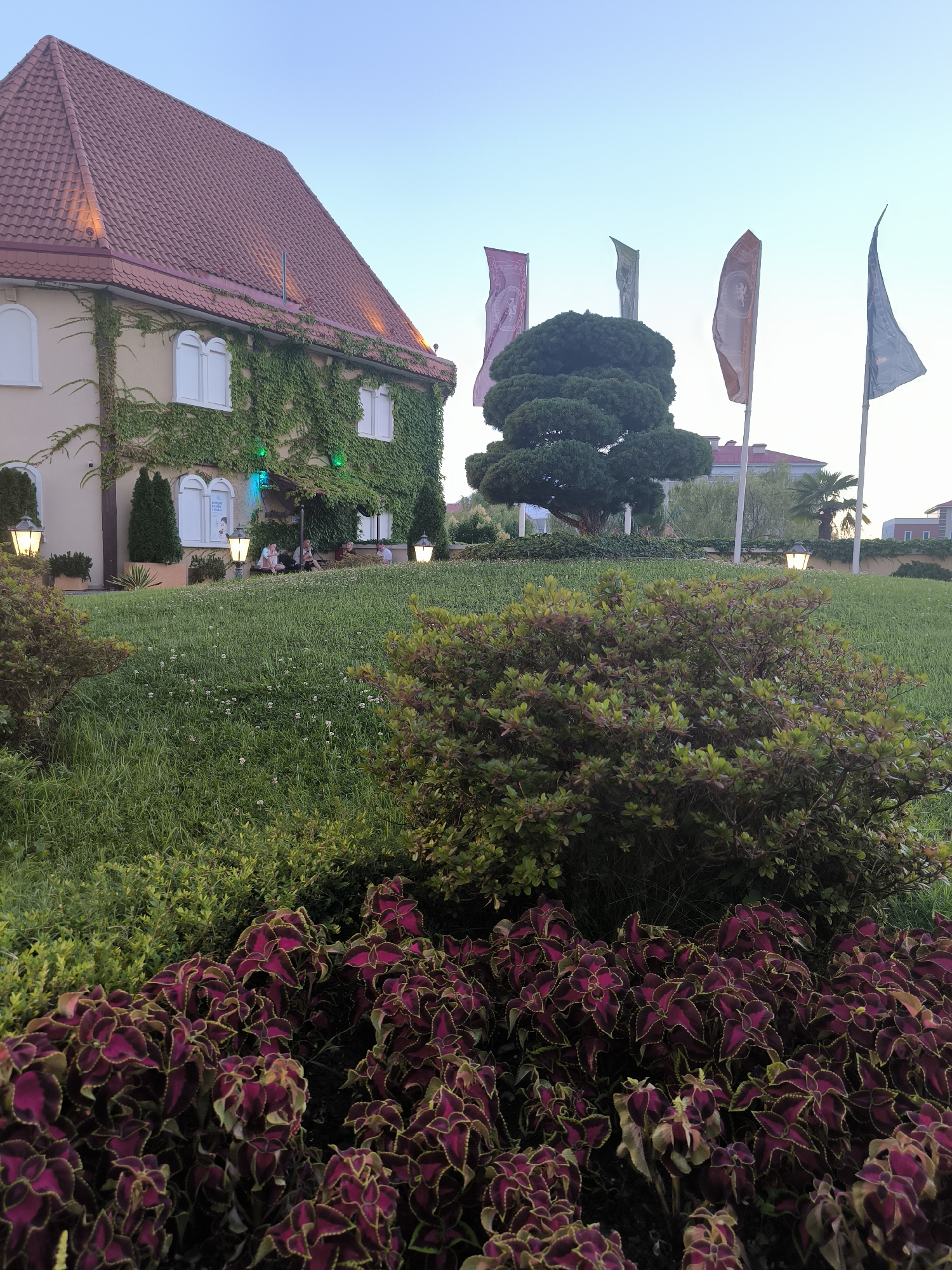 In Sochi, Russia, an outdoor scene unfolds with a building on the left, its facade adorned with climbing ivy and several white-arched windows. A red-tiled roof caps the structure, illuminated by soft lighting. In front of the building, a grassy slope features flowering plants. Several people are seated on a bench. To the right, a sculpted evergreen tree stands tall, accompanied by four tall flags displaying emblems. Further to the right, palm trees and a modern building are visible. In the foreground, a dense cluster of flowering bushes with deep red and green foliage dominates the view. The sky above is a clear, pale blue, suggesting it is either early morning or late evening.