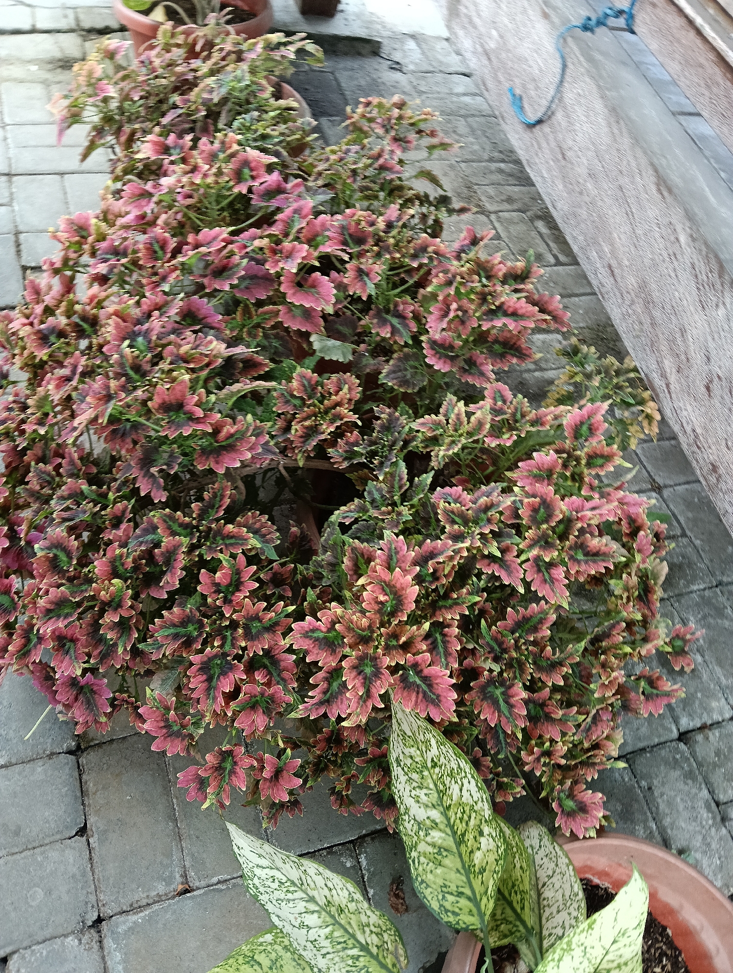 An overhead shot shows a cluster of potted plants on a paved walkway in Ngrajek, Indonesia. The primary plant features vibrant, serrated leaves with a gradient of pink, red, and green. To the lower right, another plant with large, pale green leaves variegated with darker green patterns sits in a brown pot. The paved walkway is constructed of grey rectangular bricks. To the right of the plants, a weathered wooden structure is visible, with a blue cord draped across it. The scene appears to be an outdoor setting, possibly a garden or patio.