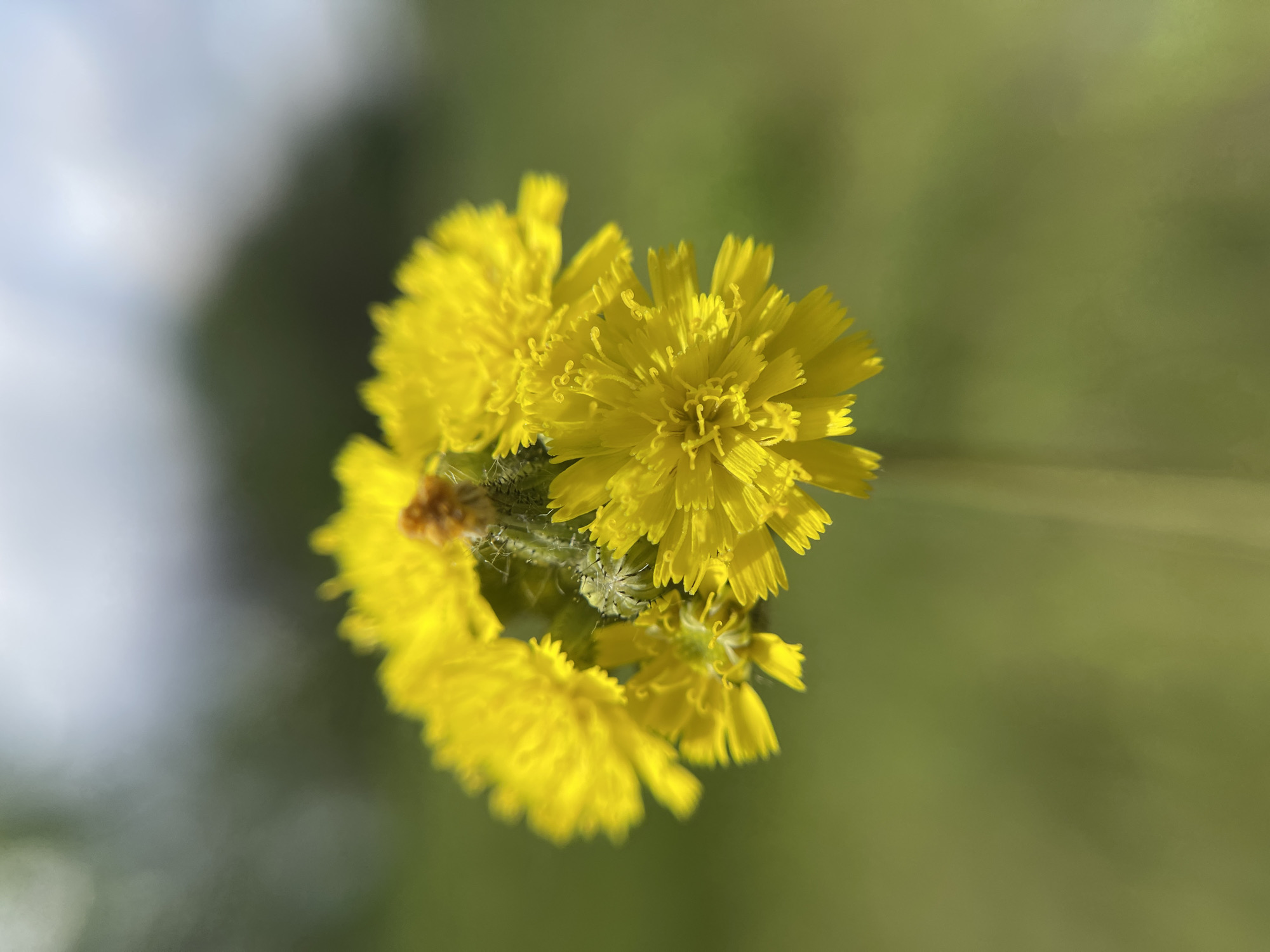 A close-up photograph shows a cluster of bright yellow flowers, possibly dandelions or a similar species, in full bloom. The flowers are arranged in a tight group, with their petals densely packed and radiating outwards. Some of the flowers are more focused than others, indicating a shallow depth of field. The background is blurred, with indistinct green and white shapes that suggest vegetation and possibly the sky. The image was taken in Popasne, Ukraine.