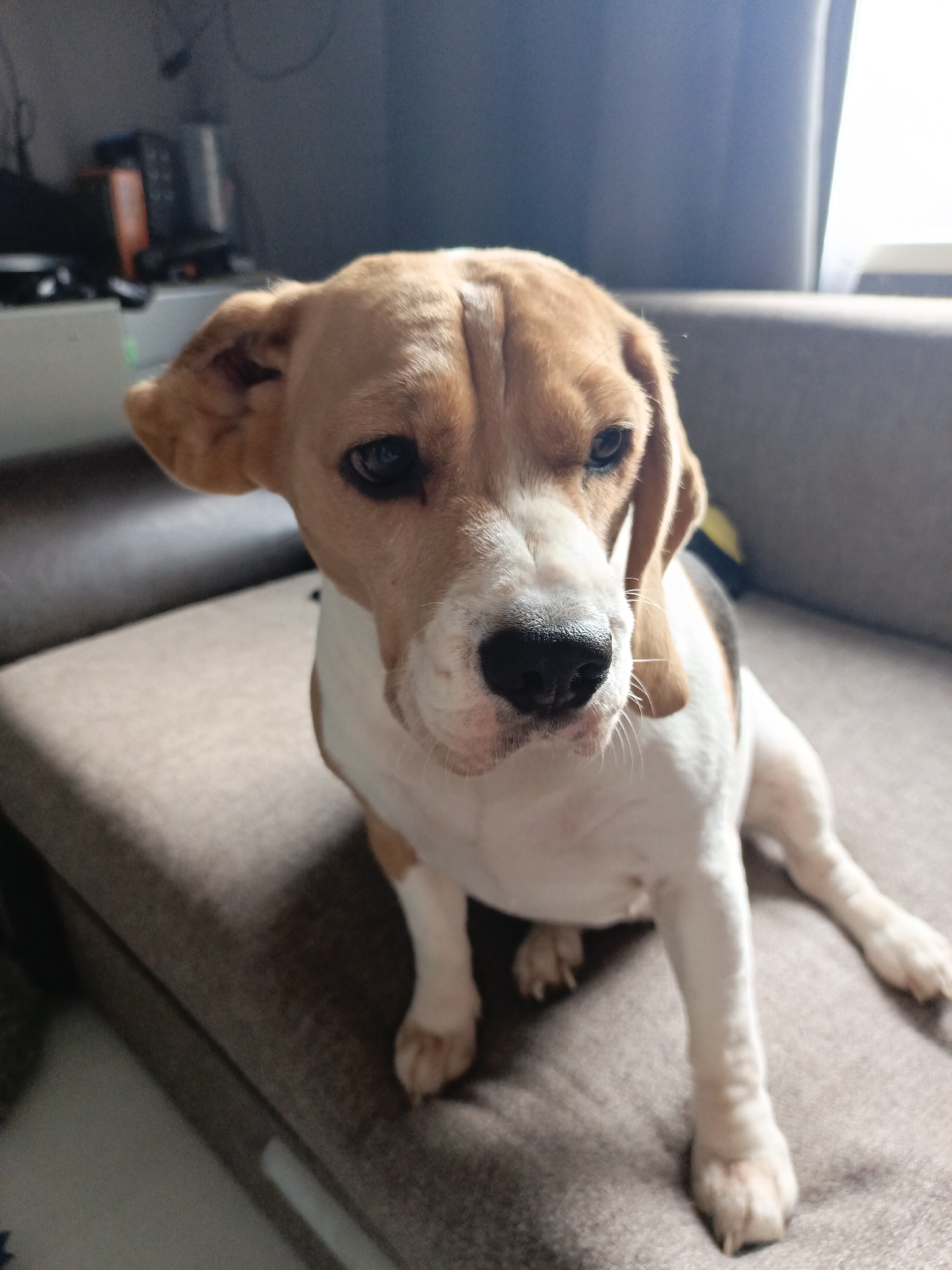 A medium-sized beagle dog with tan and white fur is sitting on a brown fabric-covered couch. The dog has a black nose and floppy ears. Background contains a window with light shining in. The location is not evident from the image.