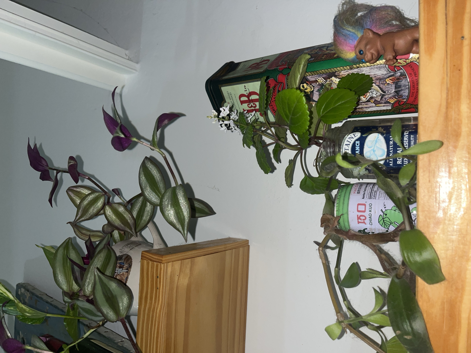 This media file captures an indoor still life arrangement, likely in a home setting within Vicente López, Argentina. The scene is dominated by two vibrant houseplants and various decorative items on shelves.
On the left, a plant with distinctive green and silver-striped leaves, characteristic of a Tradescantia zebrina, grows from an unseen pot, with several purple flowers visible among its foliage. This plant rests on a light-colored wooden box or small shelf.
On the right, another plant with small, green, slightly ruffled leaves and delicate white flowers sprouts from a clear glass jar. Below this, a green cylindrical container is visible, partially obscured by plant stems. Further right, a vertical wooden beam or shelf edge frames the scene.
In the background, a decorative green metal tin is prominently displayed. It features a large red "B" and festive illustrations that include skeletal figures and text related to "A Christmas Carol," specifically "THE GHOSTS OF CHRISTMAS PAST PRESENT." Some visible text on the tin also mentions "ICH WHISKY," "SCOTCH WHISKIES," and "ALL NATURAL RESERVES." Perched atop this tin is a playful figurine of a brown squirrel with bright blue eyes and a multi-colored, rainbow-like fluffy tail.
Other visible text includes "HACCP," "國際認證," "Nutrition Facts," and "Calories" on the green container, which also shows the brand "CHIAO KUO." The glass jar has text that partially reads "TAINE ANCE," "ROYAL QUALITY," and "RESERVES." The lighting appears to be artificial, casting soft shadows, suggesting an indoor environment without direct sunlight. The walls are a light, neutral color, and a white architectural trim is visible in the upper left corner.
