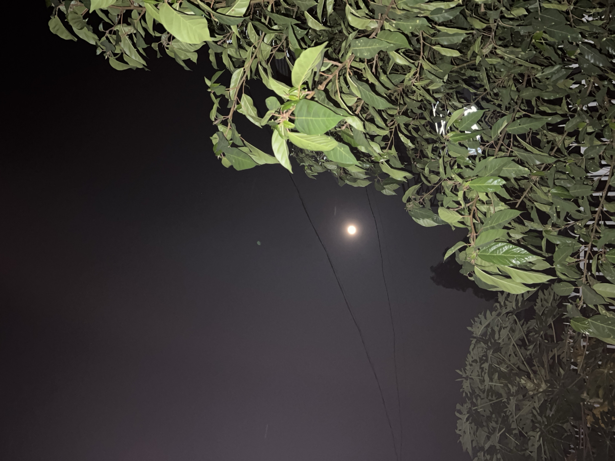 The image shows a night scene in the city of Tây Nha Trang, Vietnam. The sky is dark with a visible moon. Trees with dense foliage occupy the upper and lower right portions of the frame. Power lines are stretched across the sky. The environment appears humid, suggested by the sheen on the leaves. There are no visible people or apparent actions occurring in the scene.