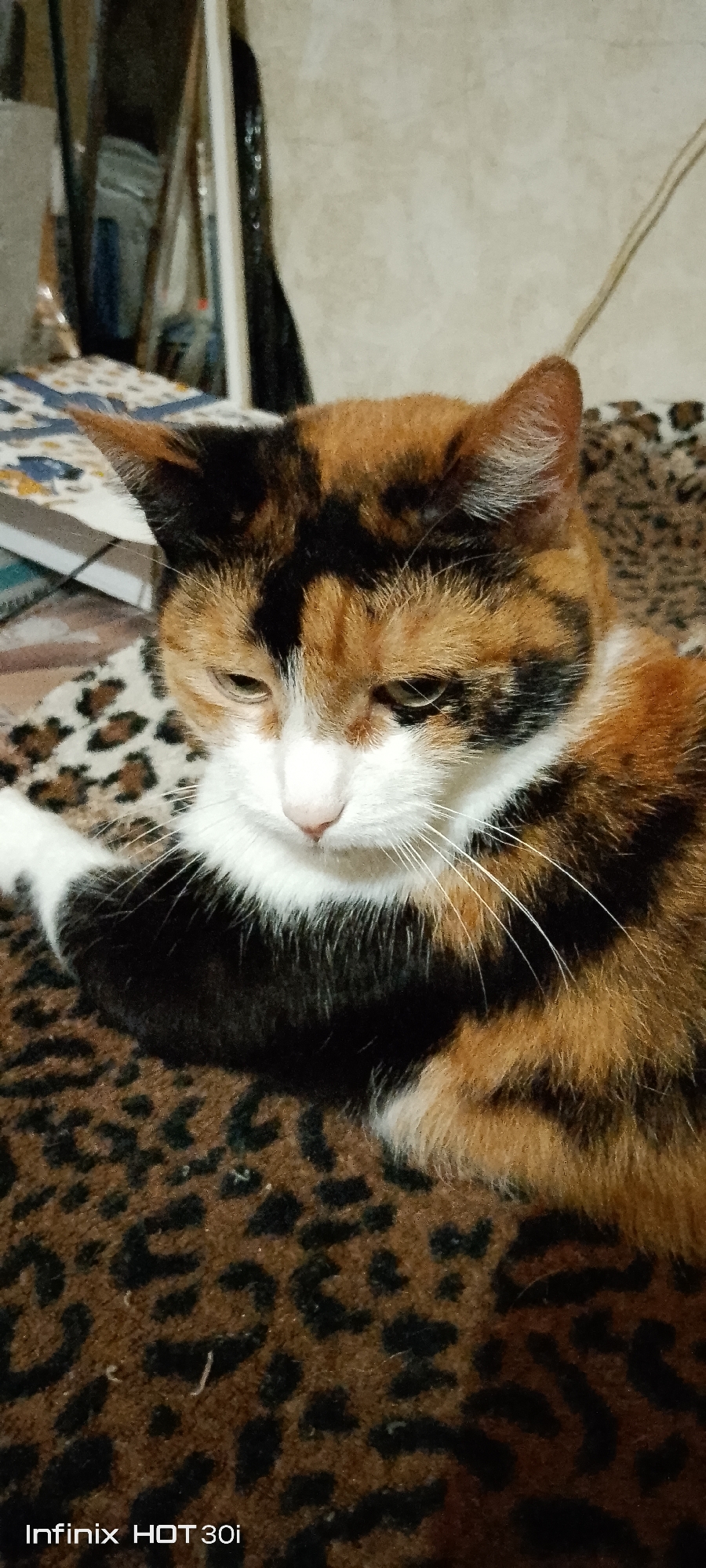 A calico cat with white, black, and orange fur lies on a leopard-print blanket. The cat is looking down with its eyes partially closed. In the background, a shelf with books and other items is visible. The scene appears to be indoors, likely in a residential setting. There are no people or specific landmarks to indicate a location in Kedrovy, Russia.