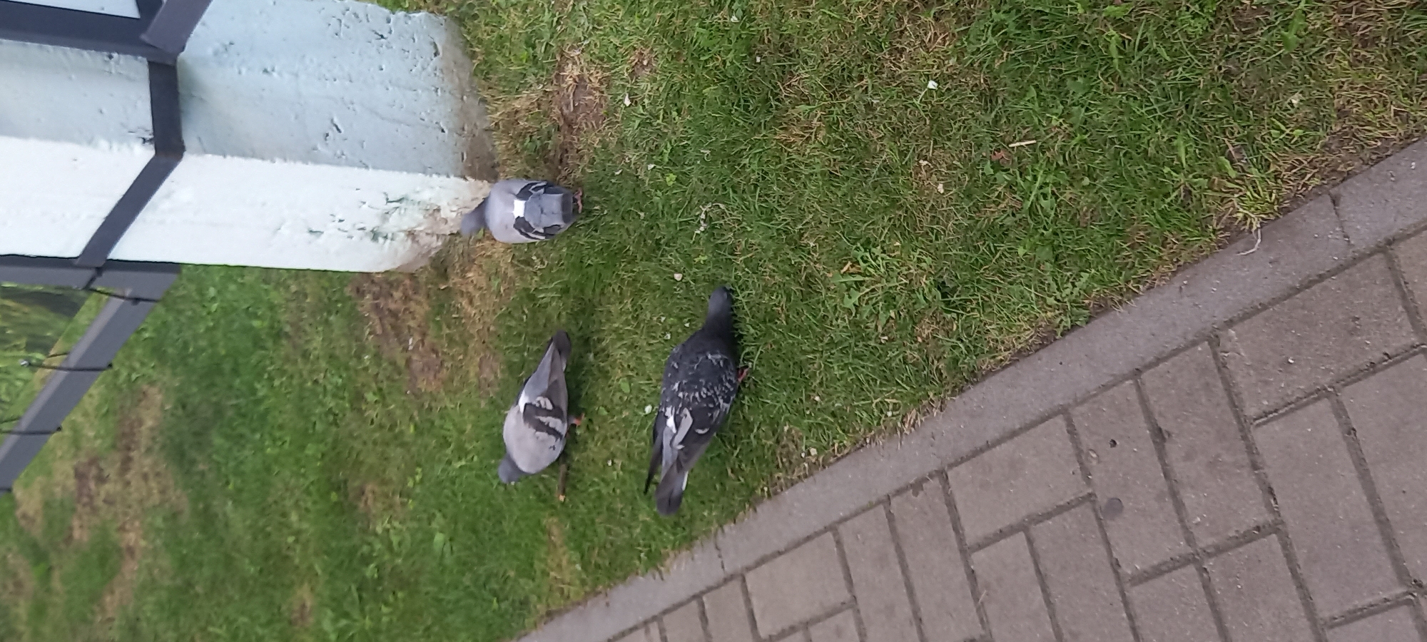 Three pigeons are visible on a grassy area adjacent to a paved walkway and a white pillar with a dark metal fence attached to it. One pigeon is in the foreground, facing down with its head lowered as if foraging. Another pigeon is slightly behind and to the left, also facing downwards. The third pigeon is to the right, facing away from the camera and towards the pillar. The environment appears to be an outdoor urban setting.