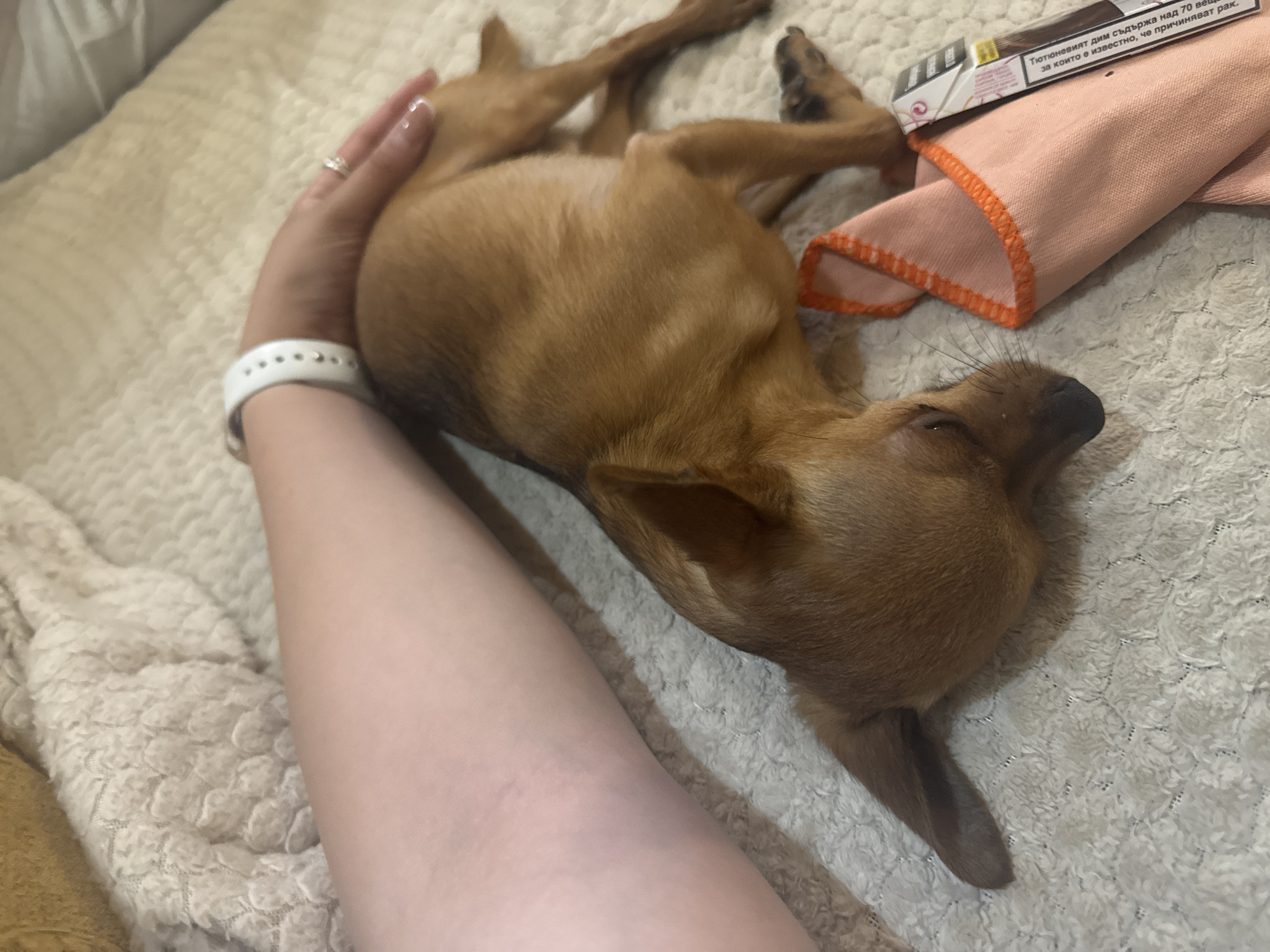 A brown Chihuahua dog is lying on its back on a white, textured blanket. The dog is being petted by a person whose arm is visible, wearing a white watch and a ring. Next to the dog is a pink cloth and a packet of cigarettes. The text on the cigarette box is in Bulgarian. The exact location in the city of Yambol, Bulgaria is not determinable from the provided image.