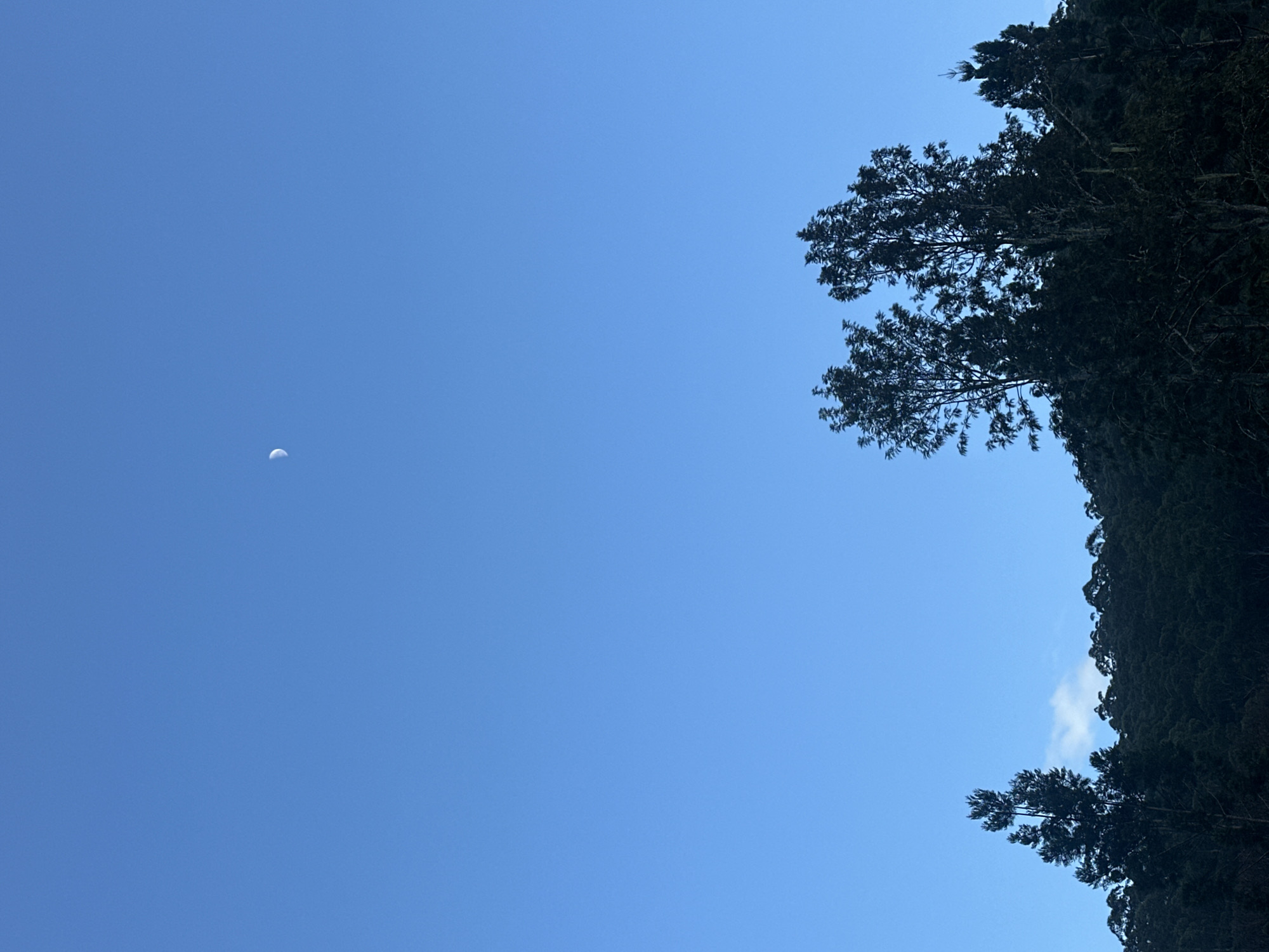 The image shows a clear blue sky with a crescent moon visible in the upper center. The lower portion of the image is dominated by a dark silhouette of a dense forest on a hillside. A few taller trees with distinct foliage stand out against the darker mass of the forest, particularly in the lower right quadrant and to the left of center. There are no people or man-made structures visible in the frame. The scene appears to be a natural landscape. The location is specified as Thora, Australia.